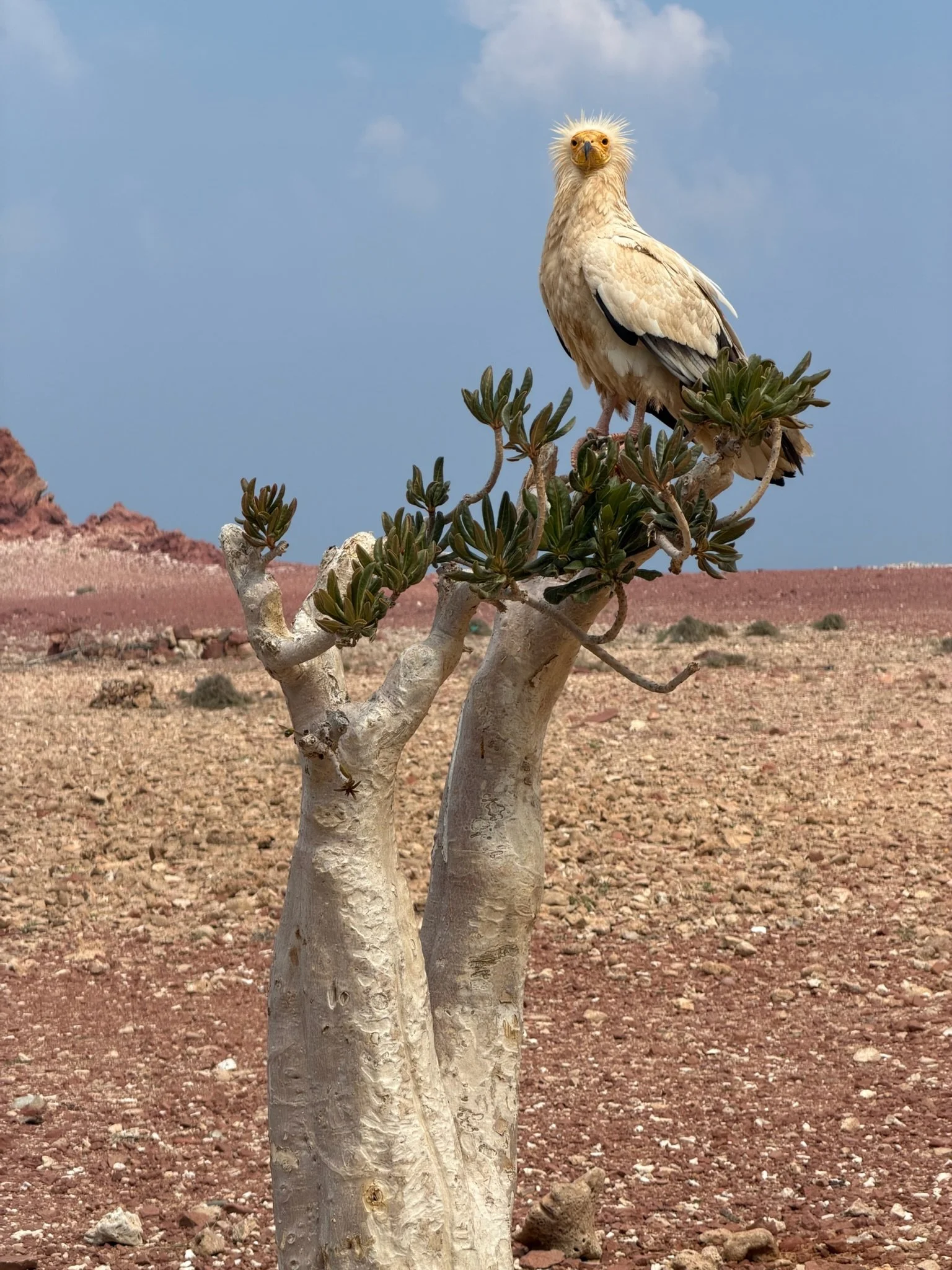maxandhailey-travel_Yemen-socotra-Island - 2.jpeg