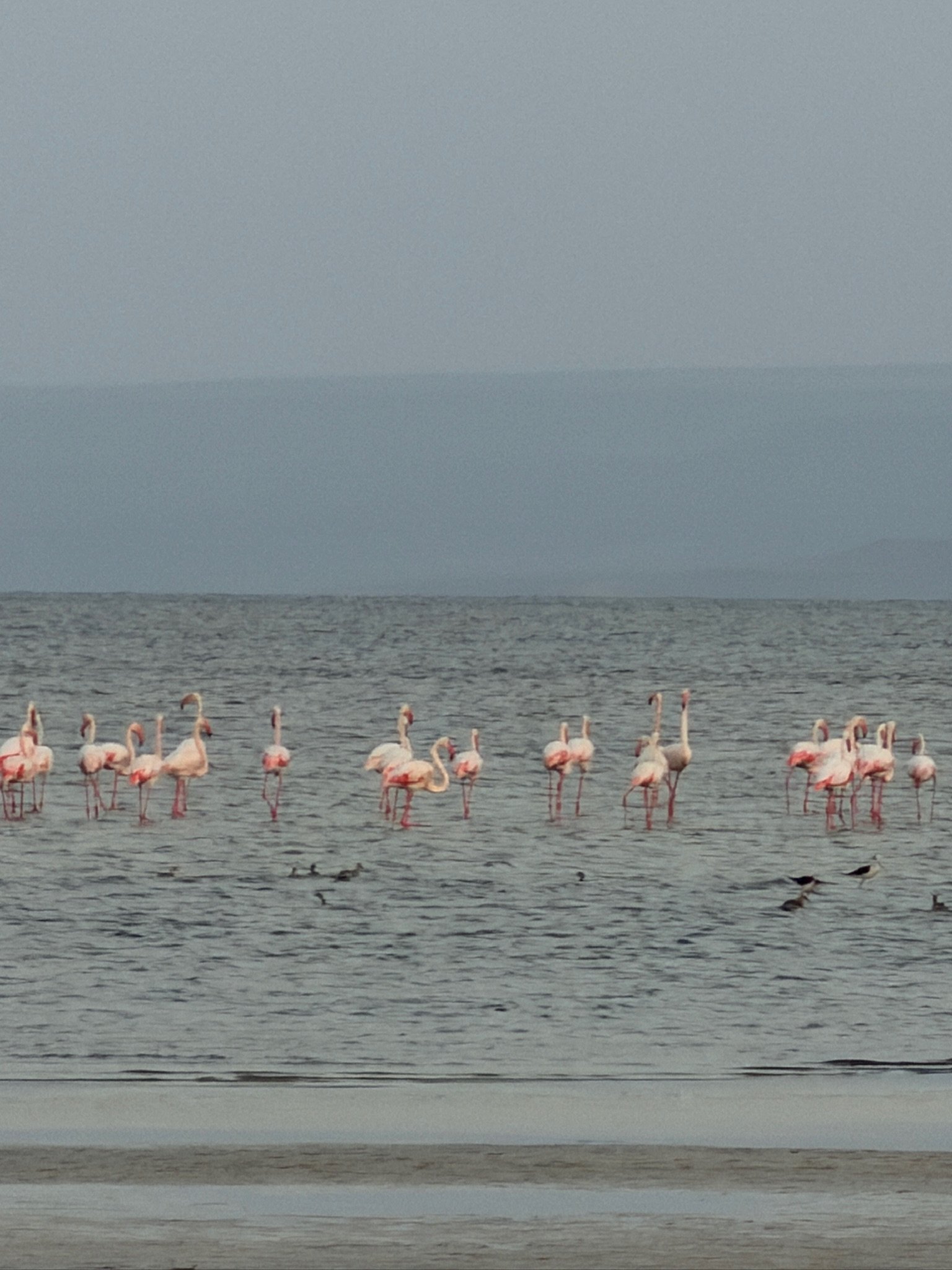 maxandhailey_travel-djibouti-flamingos-geothermal - 29.jpeg