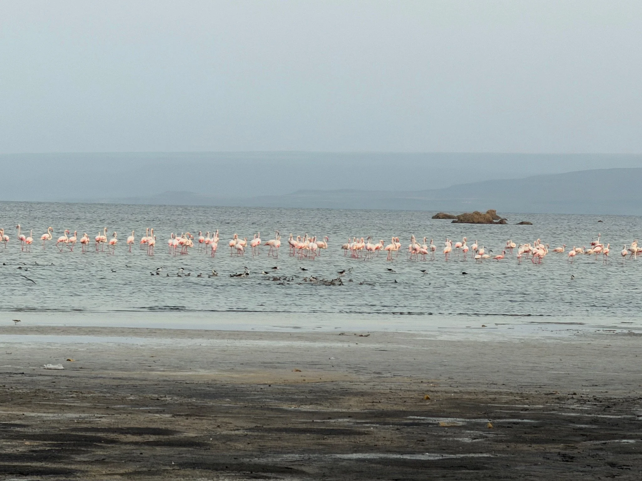 maxandhailey_travel-djibouti-flamingos-geothermal - 30.jpeg