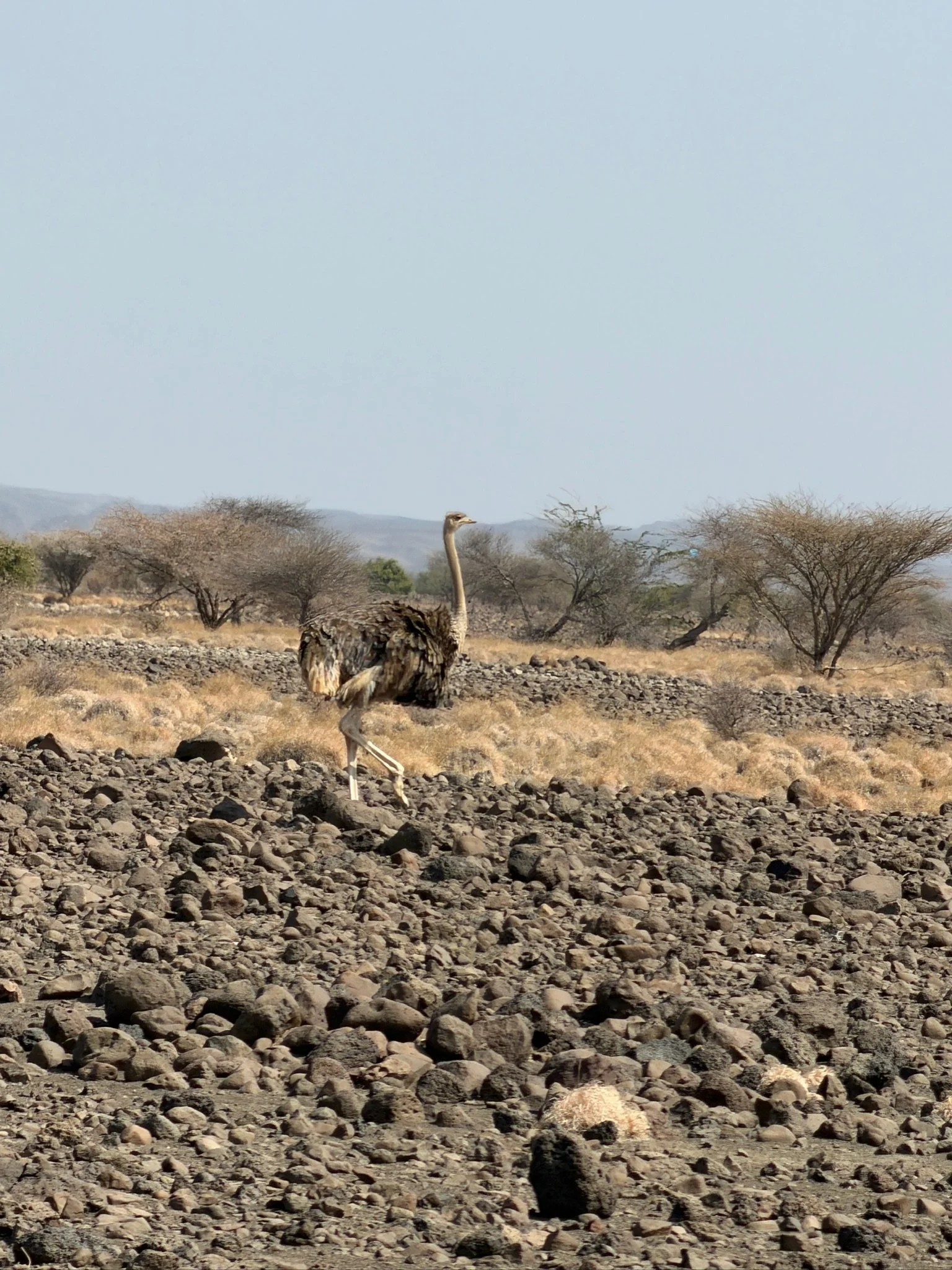 maxandhailey_travel-djibouti-flamingos-geothermal - 12.jpeg