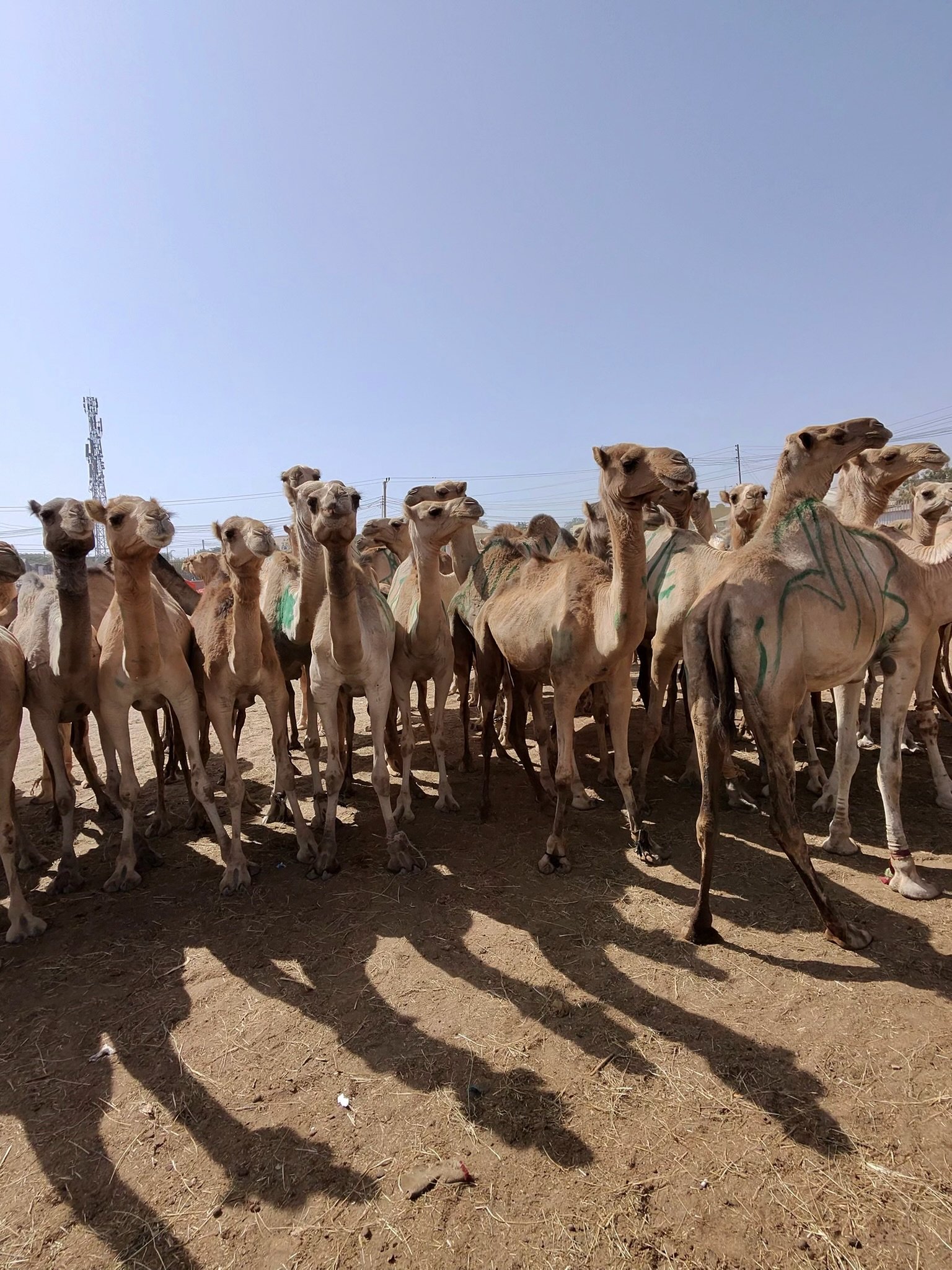 maxandhailey_travel-somaliland-hargeisa-berbera-landers - 13.jpeg