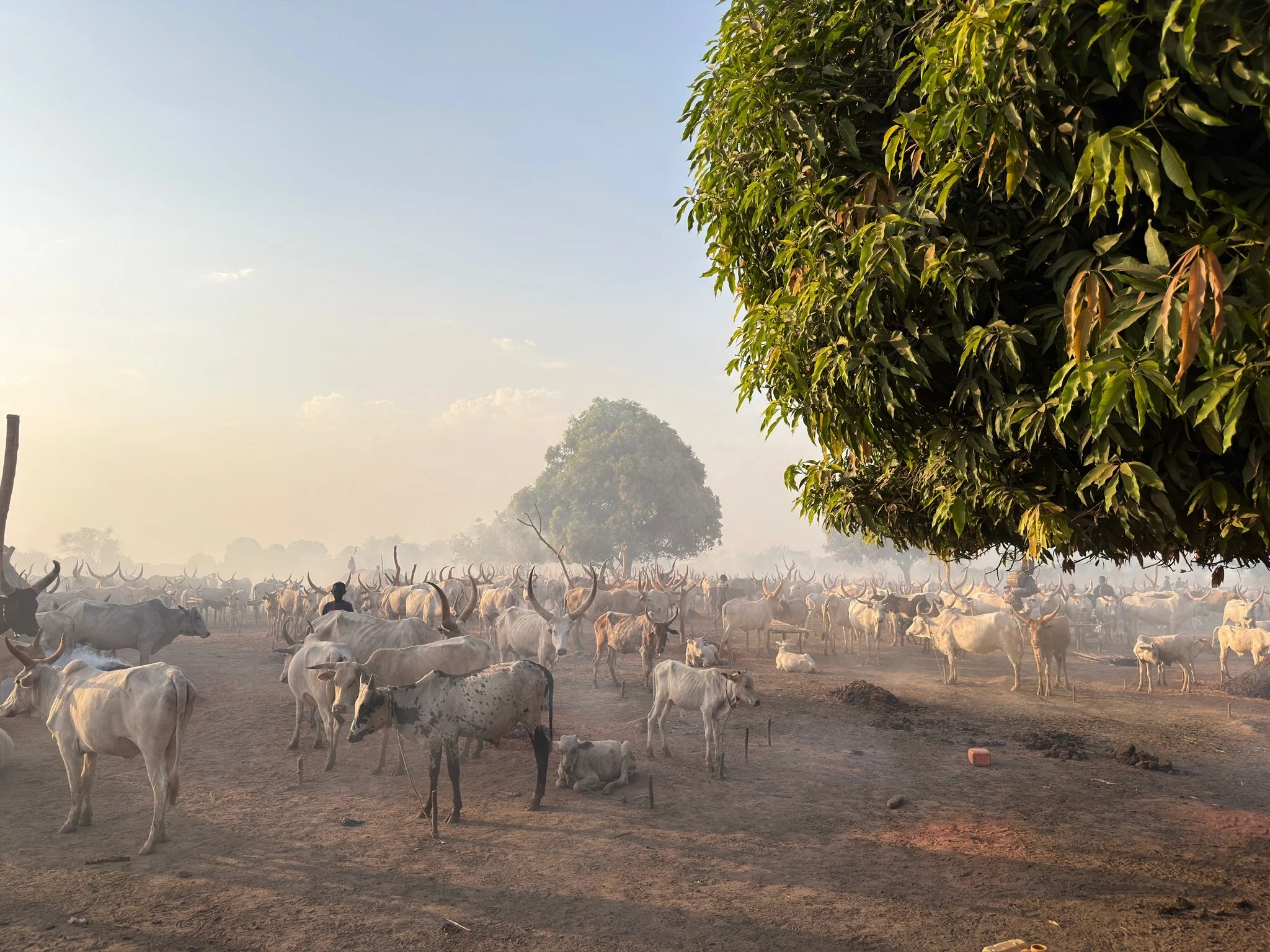 maxandhailey_travel-south-sudan-juba-mundari-mondari-cattle-camp-africa-watusi-tribe - 19 (1).jpeg