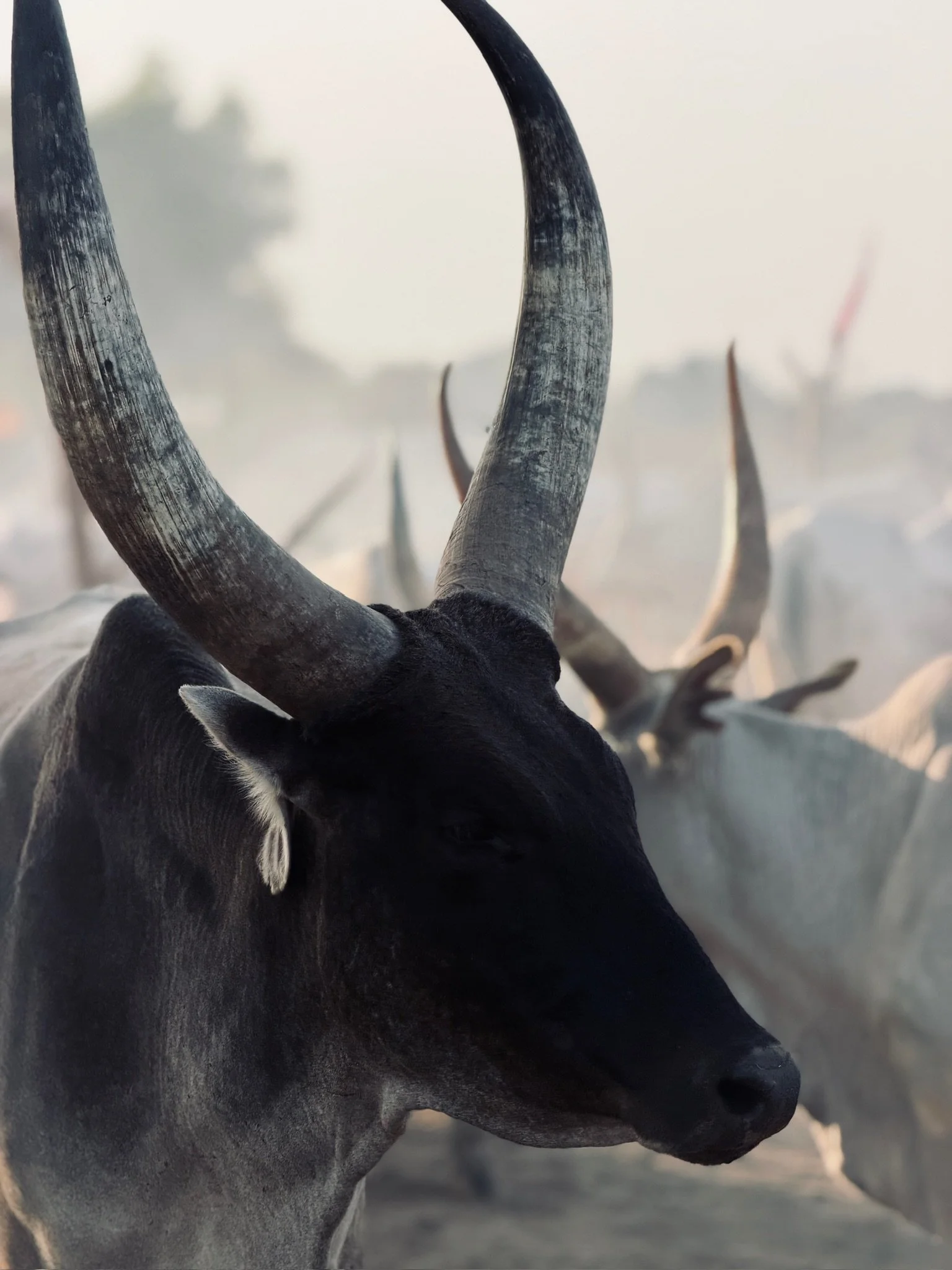 maxandhailey_travel-south-sudan-juba-mundari-mondari-cattle-camp-africa-watusi-tribe - 15 (1).jpeg