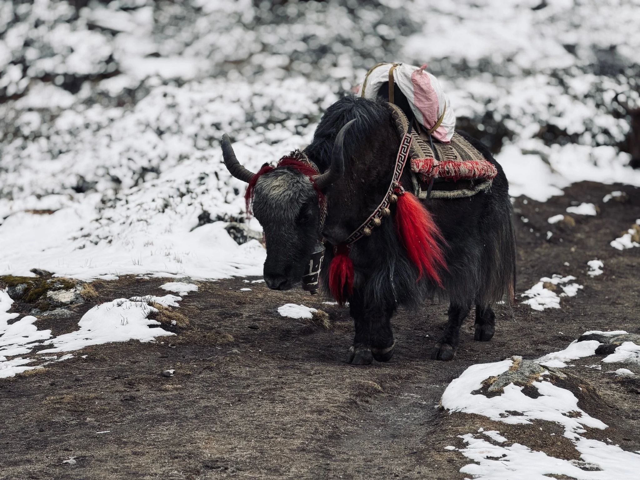 maxandhailey_travel-nepal-everest-base-camp-ebc-dingboche-tenboche-lukla-mountain-lodges - 31.jpeg
