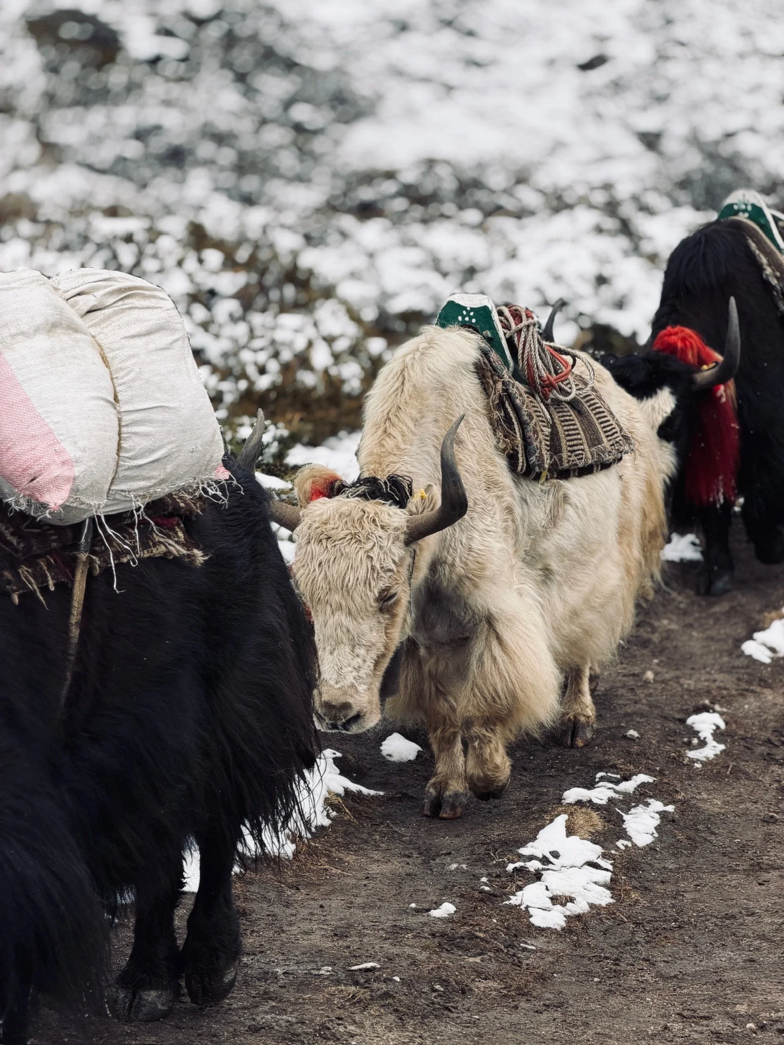 maxandhailey_travel-nepal-everest-base-camp-ebc-dingboche-tenboche-lukla-mountain-lodges - 32.jpeg