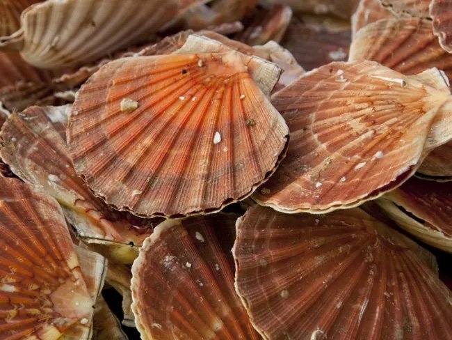 coquilles saint-Jacques.jpeg