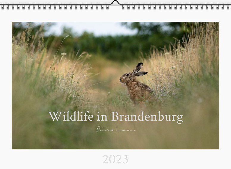 ***CALENDAR 2023***
🇬🇧
Just in time for the first Advent I have finished my &ldquo;Wildlife in Brandenburg&rdquo; 2023 calendar. It contains 13 images, all taken in beautiful Brandenburg. My goal was not to create a calendar with images, but rather