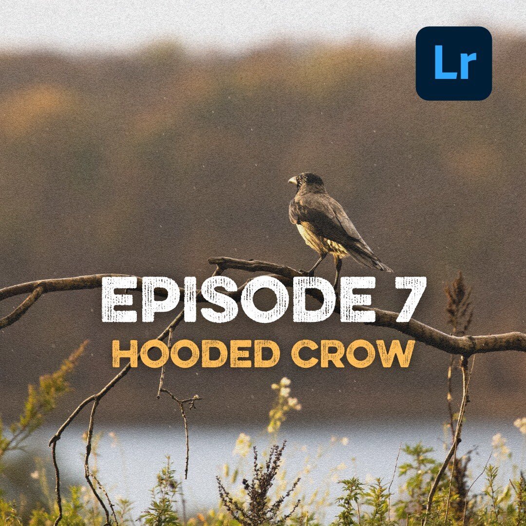 ***NEW YOUTUBE VIDEO LIVE***
https://youtu.be/oPudjeMH6lQ

Swipe for the final image 👉🏼

I have picked up my Lightroom series &quot;Fast-forward Adobe Lightroom Image Editing&quot; again. In this episode I edit an image of a Hooded Crow during suns