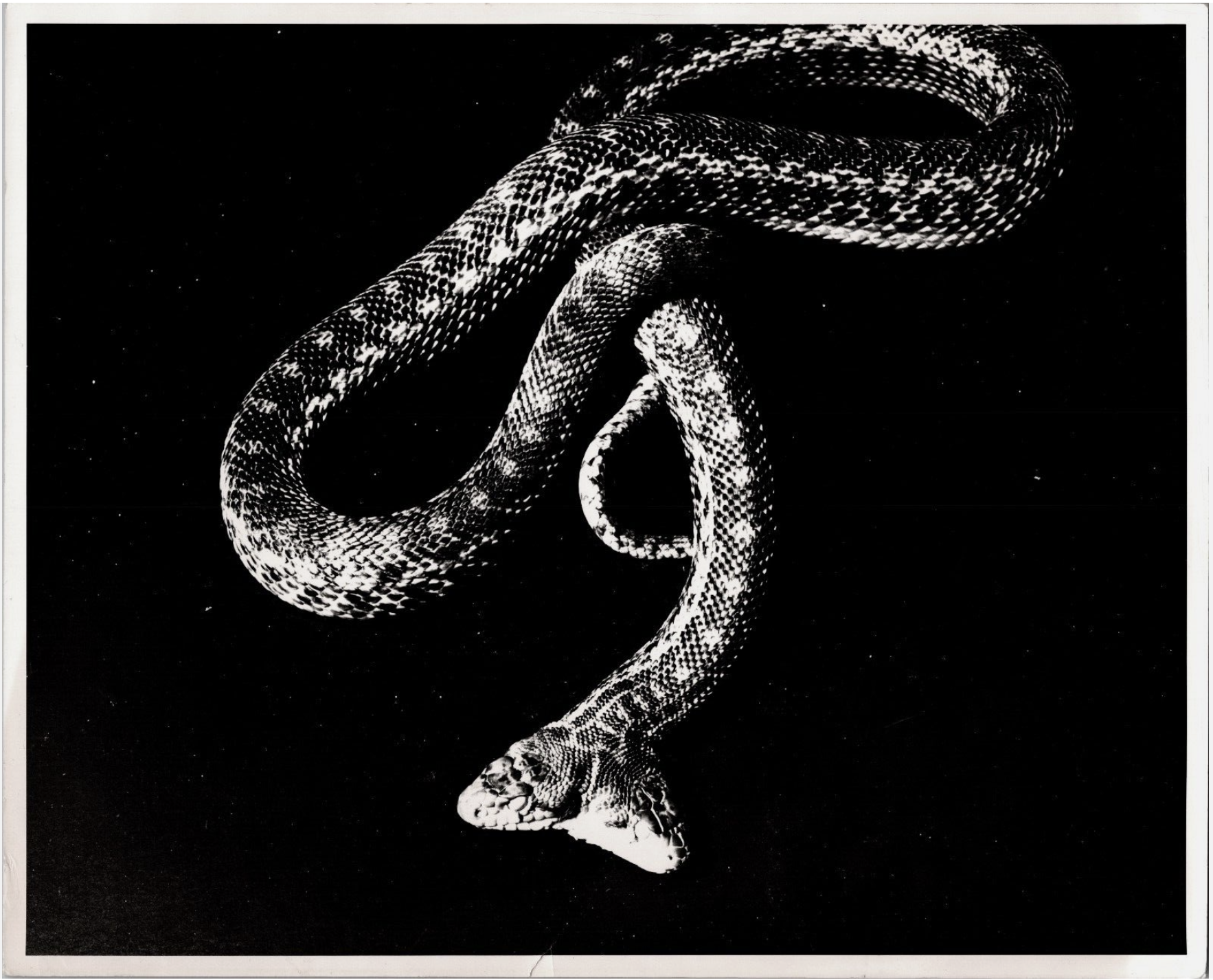 Snake
