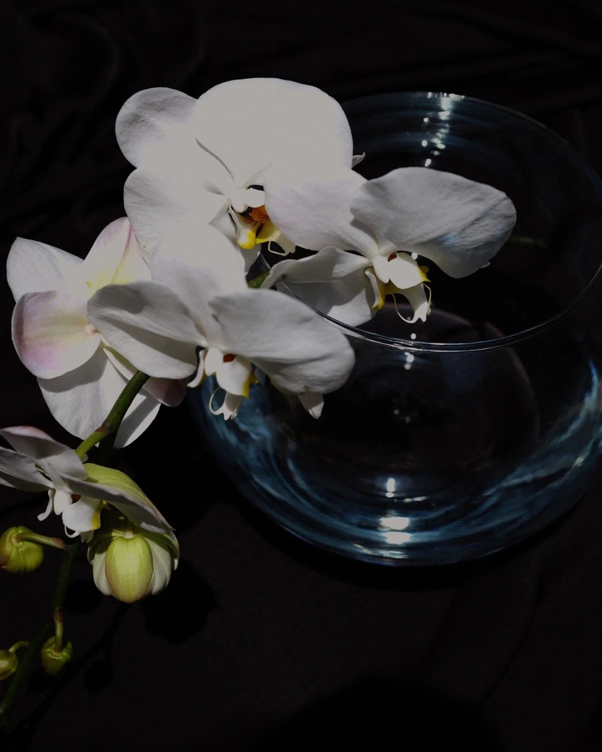 Orchids