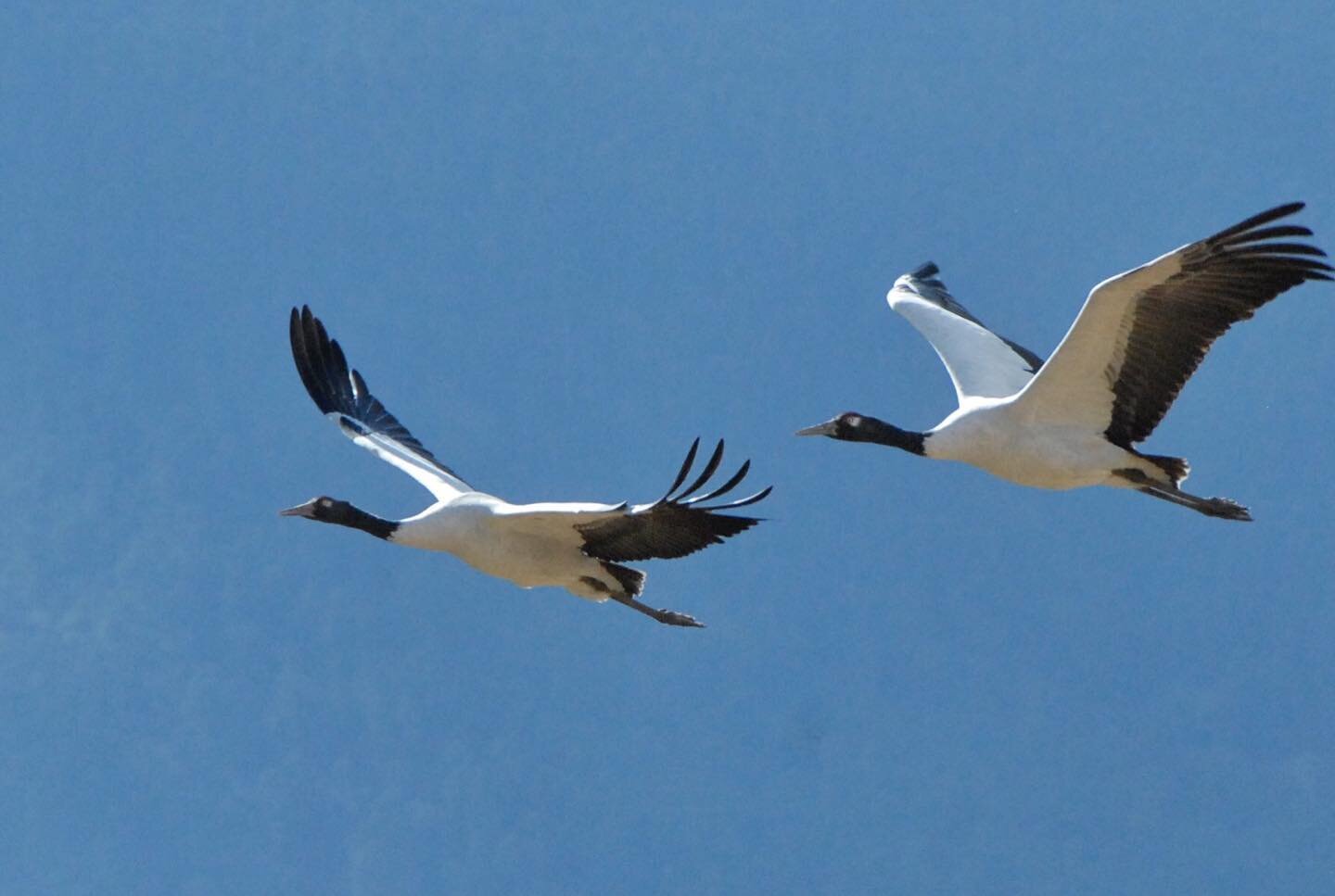 The first Black Necked Cranes of the winter have just landed in Gangtey from Tibet this morning.
The sacred birds are known locally as Throng Throng Karm or the &ldquo;harbingers of hope and prosperity&rdquo;
Our luck guests can view them from @gangt