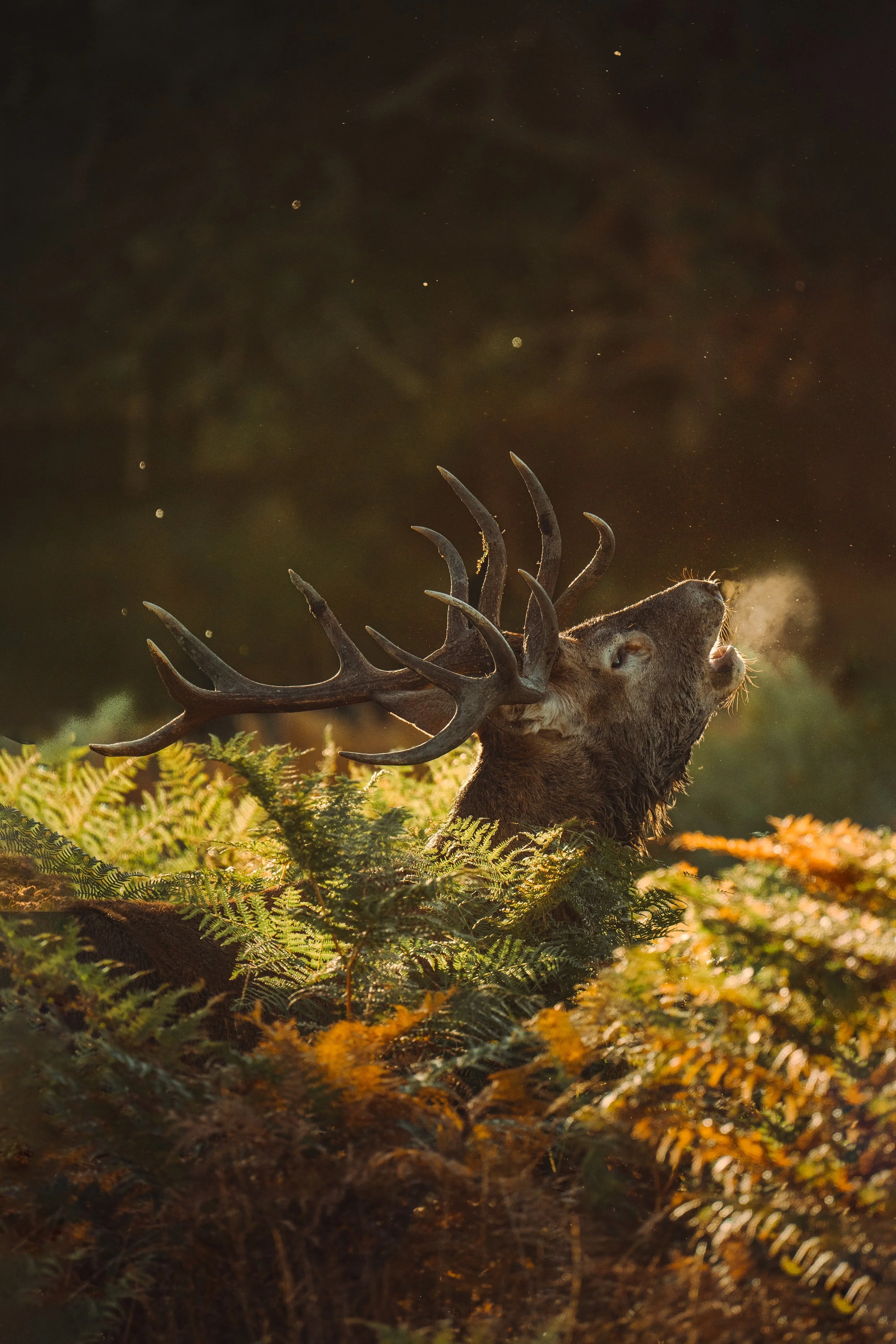 Photographie_animalier_wildlife-5.jpg
