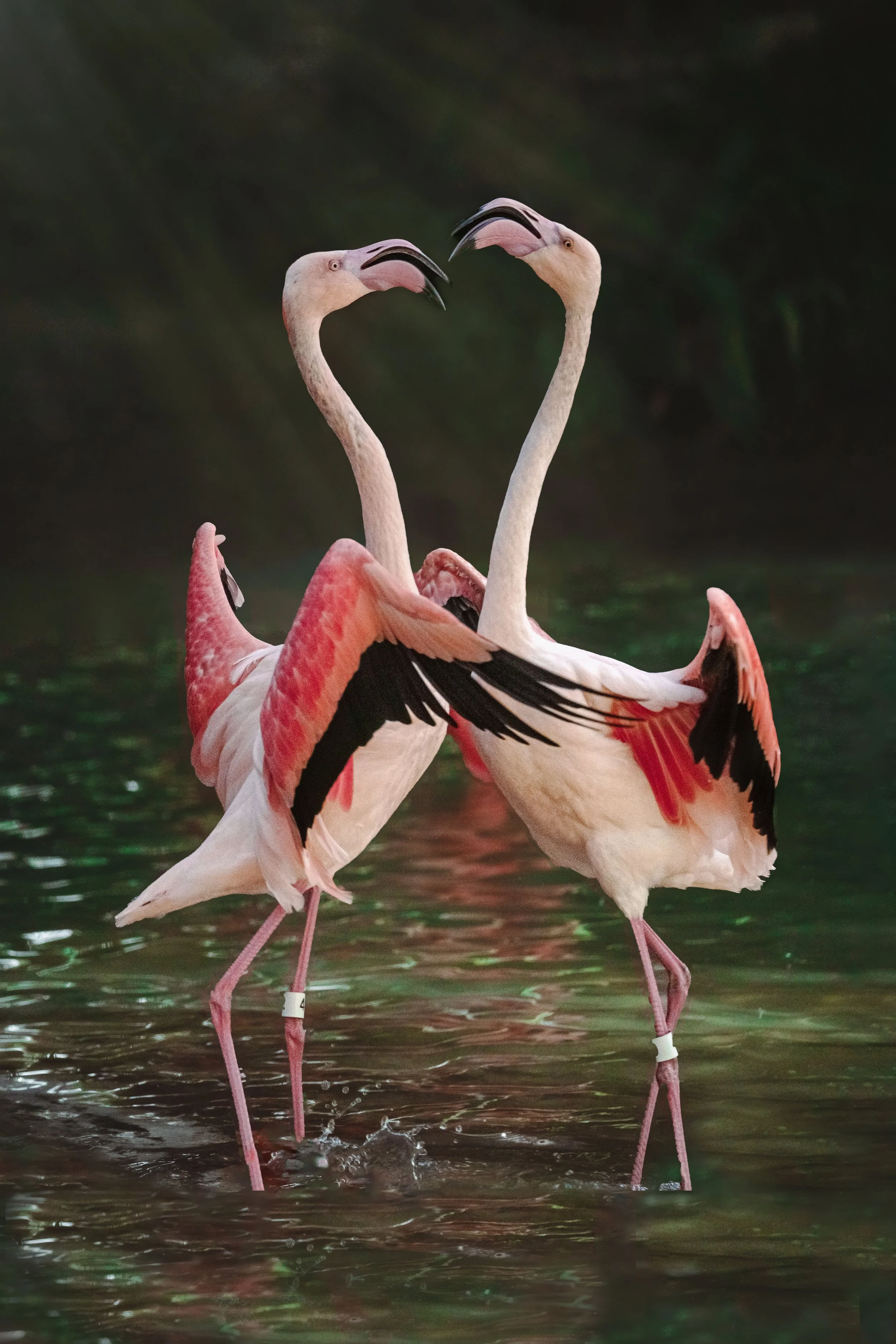 Photographie_animalier_flammantrose.jpg