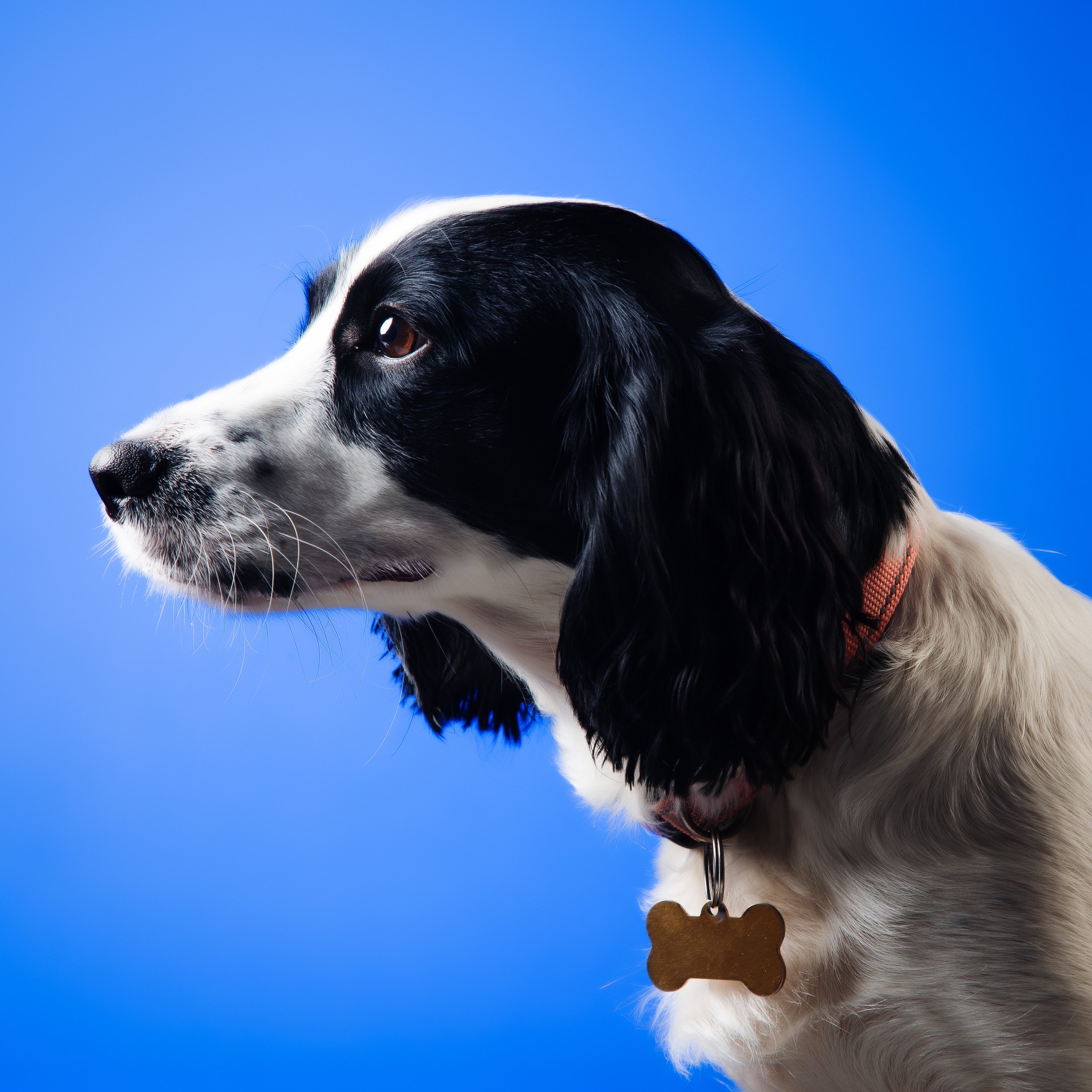 Close-up side view of a black and white dog wearing a red collar with a bone-shaped tag against a blue sky background.