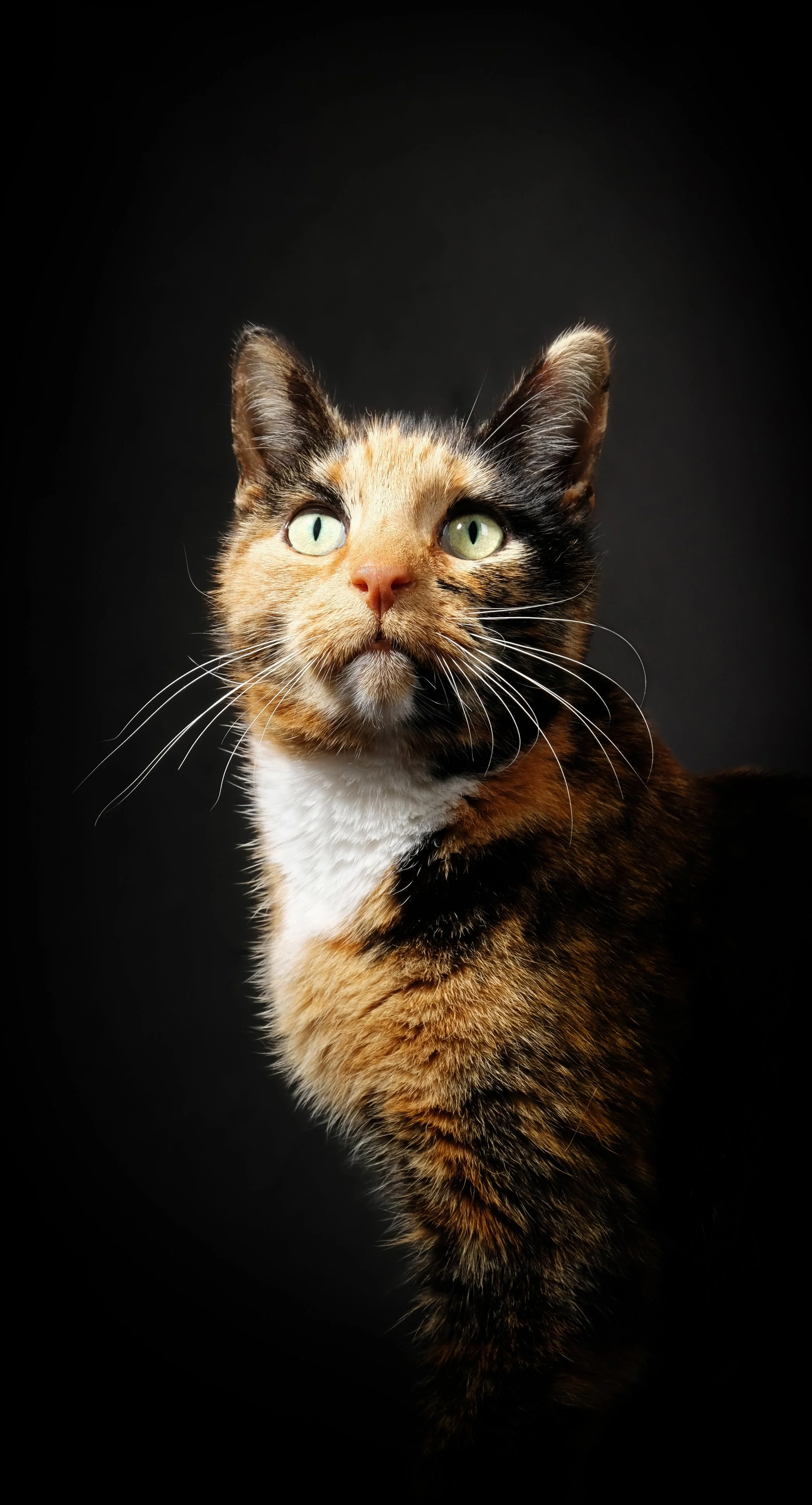 Close-up of a calico cat with green eyes against a black background.