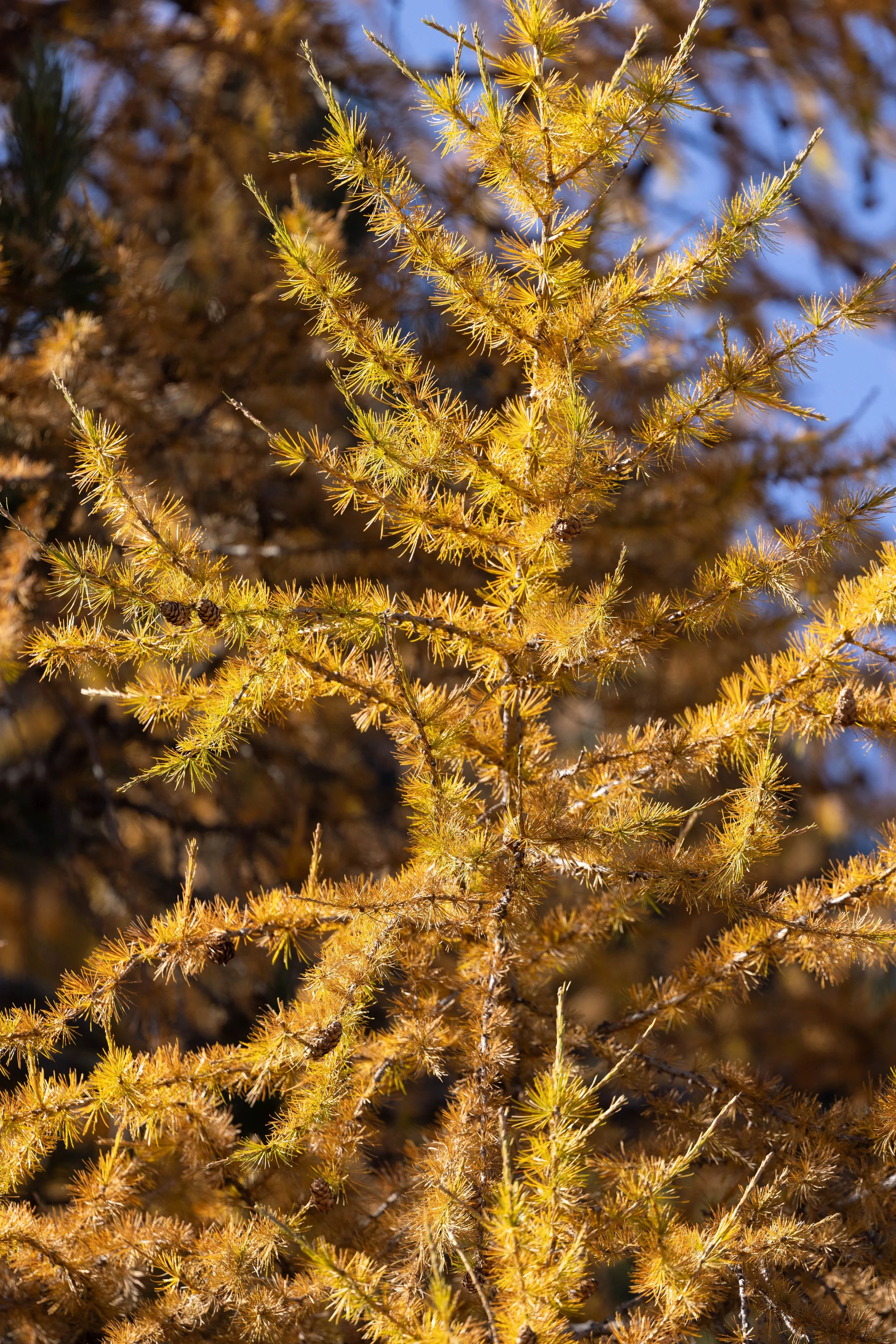 Dolomites_HQ_Yanak Lopez-24.jpg