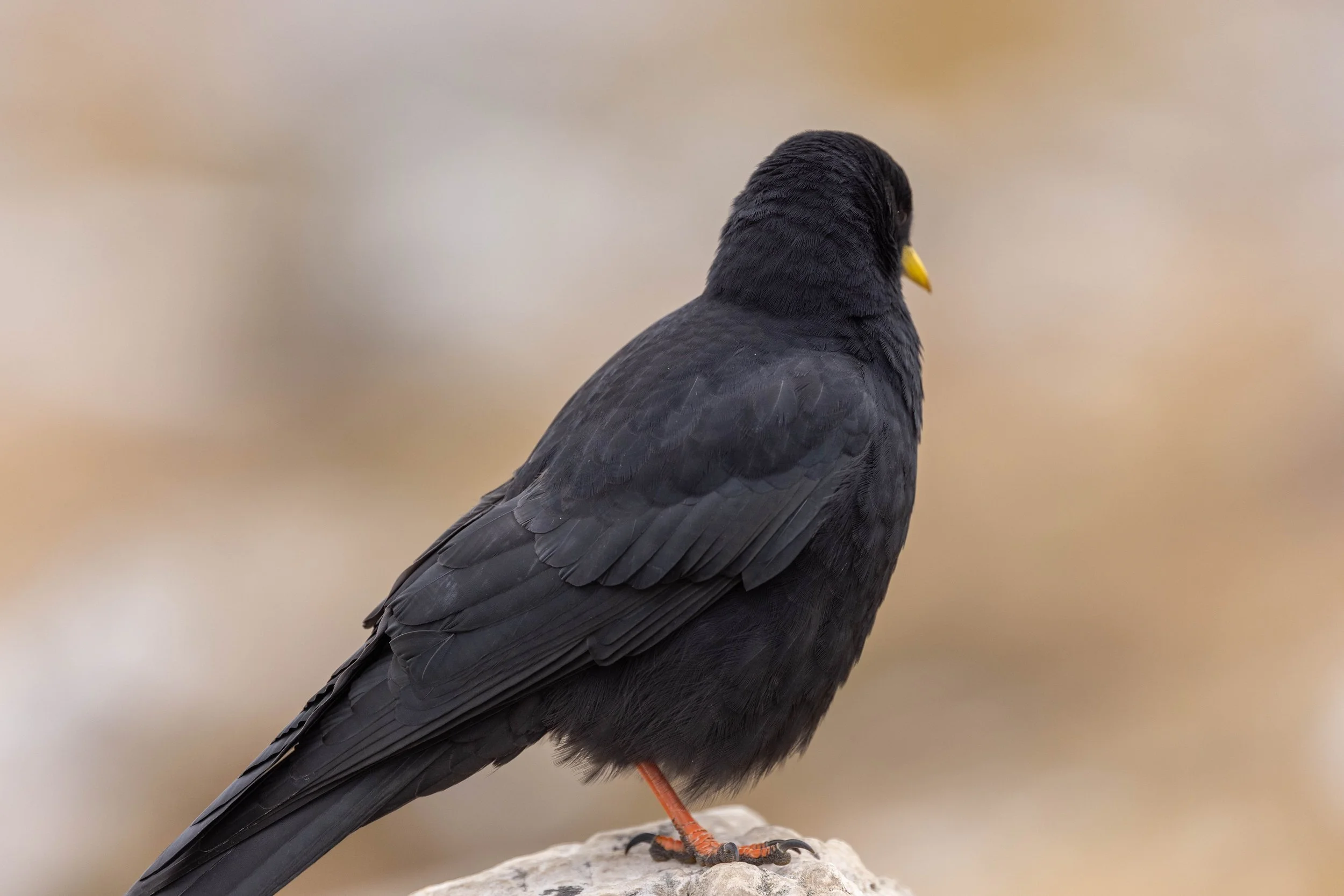 Dolomites_LQ_Yanak Lopez-72.jpg