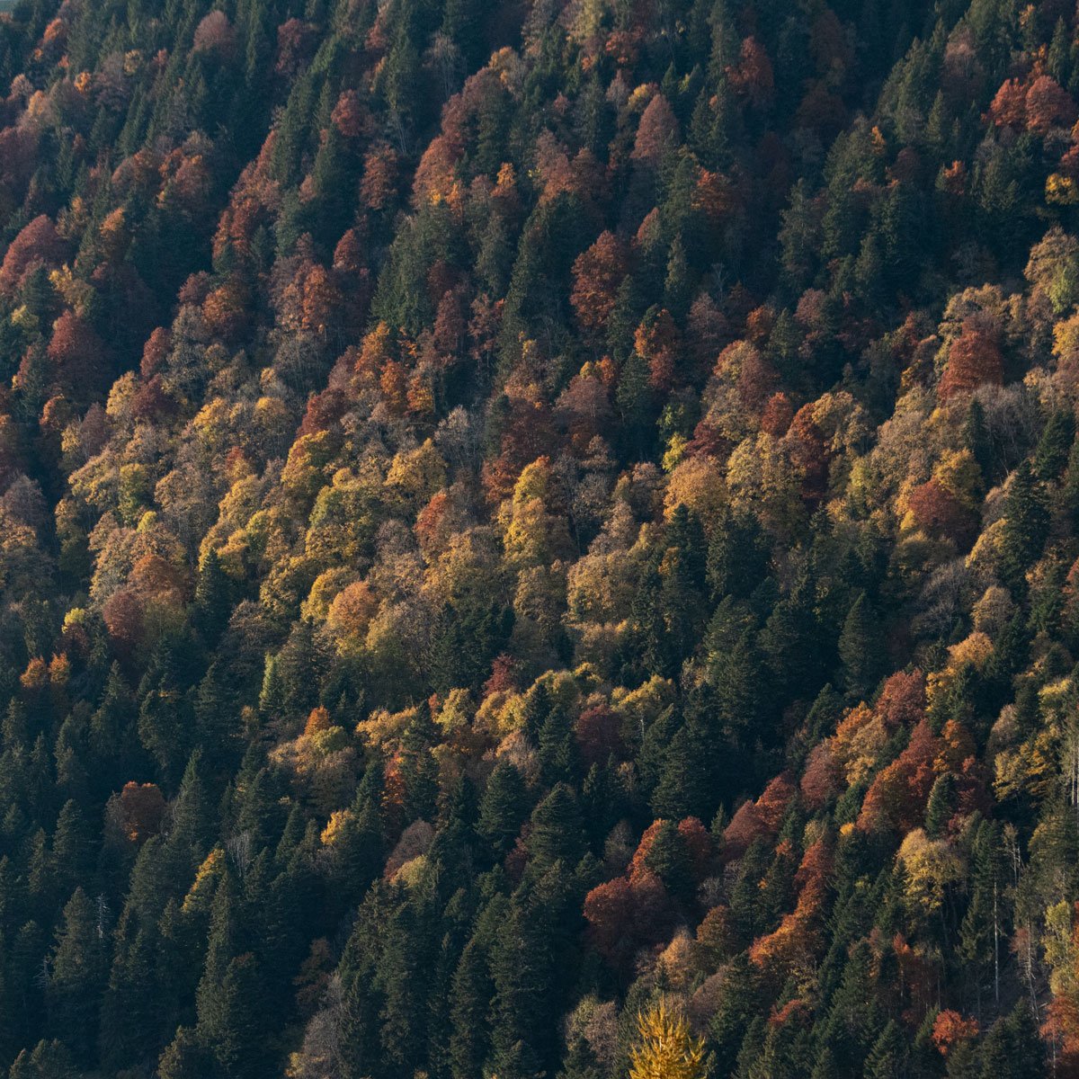Autumn Colors