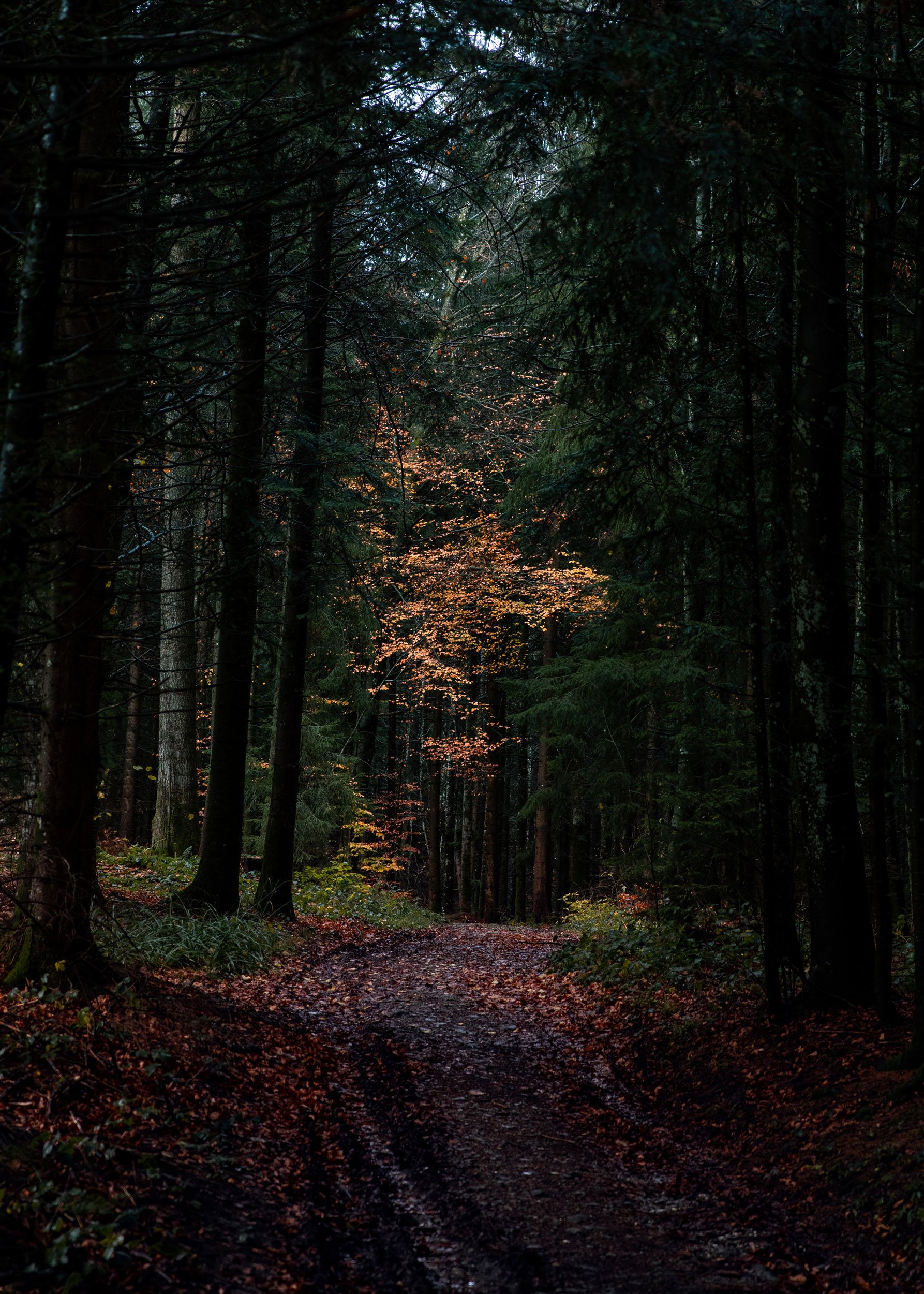 Autumn 22