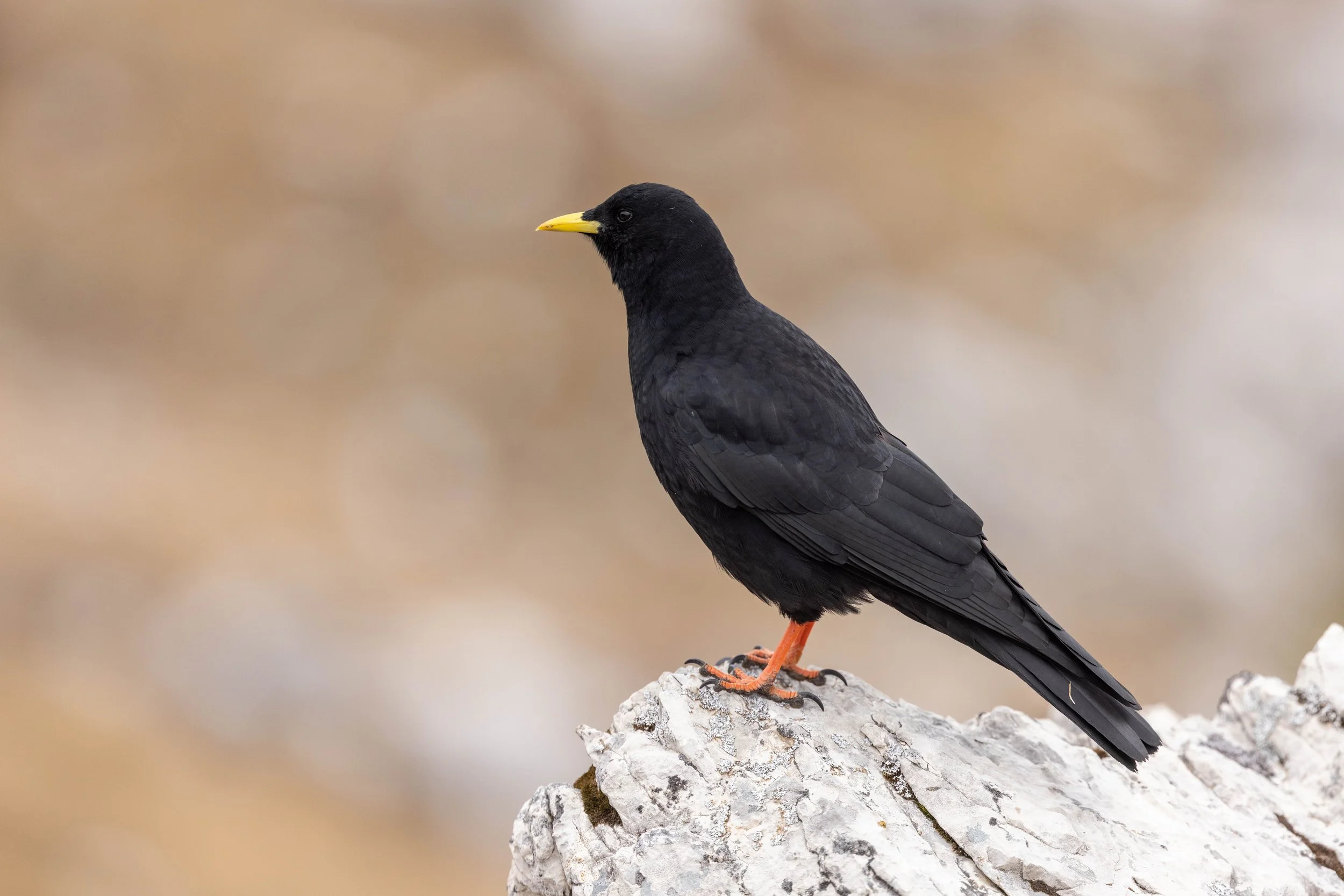 Dolomites_LQ_Yanak Lopez-73.jpg