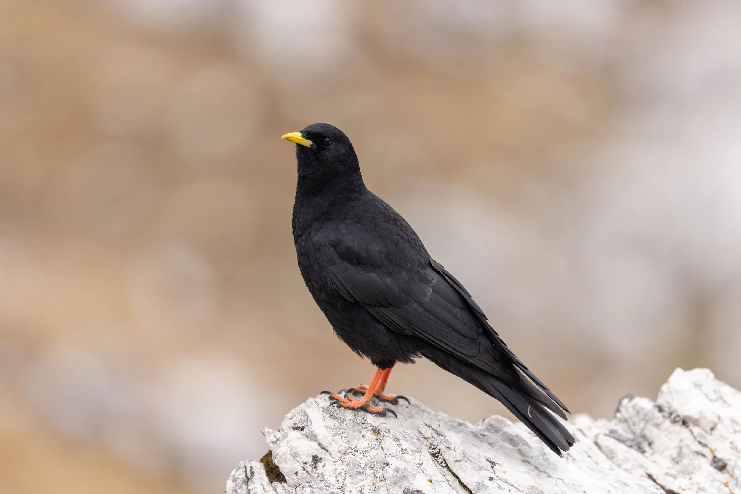 Dolomites_LQ_Yanak Lopez-74.jpg