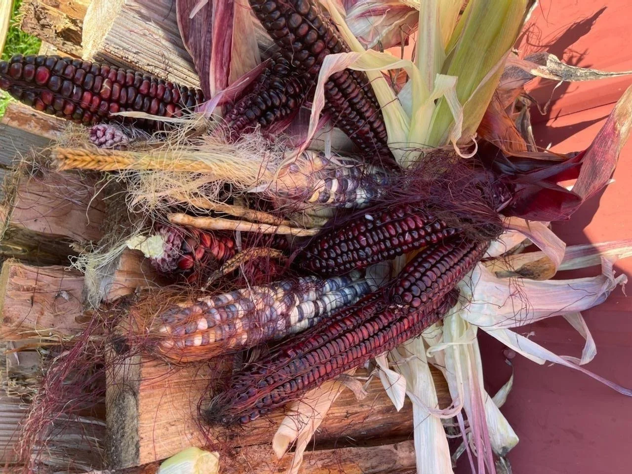 Several ears of colorful corn with dark red, purple, and white kernels, partially husked, lying on wooden planks outdoors.