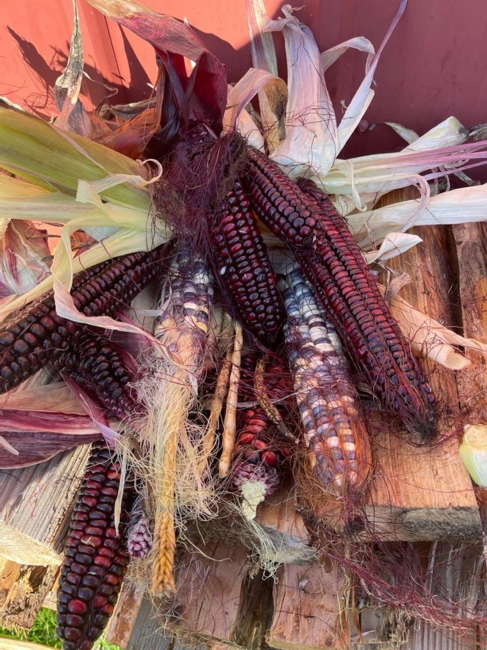 redcornmilpa.jpg