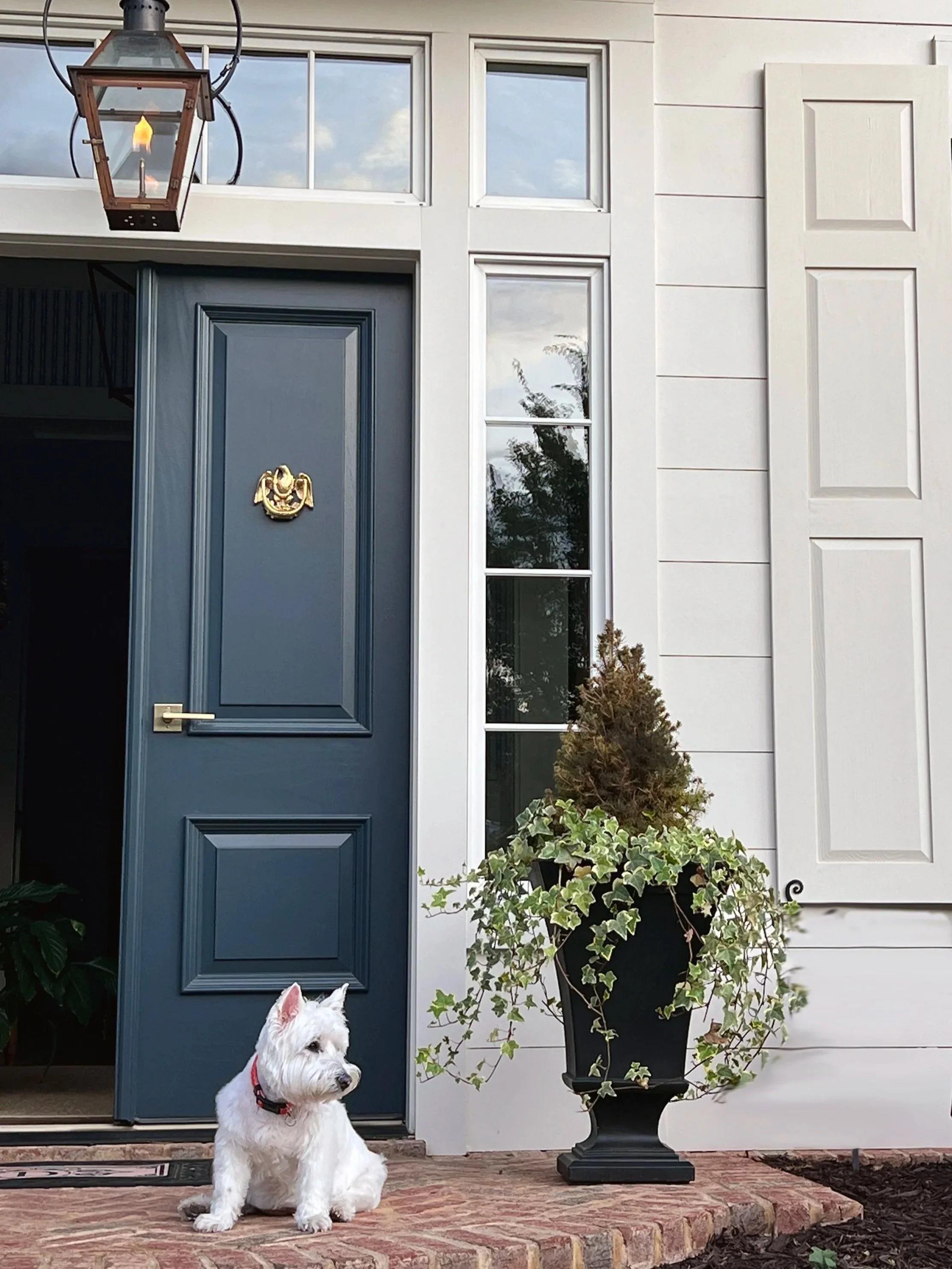 A white dog with a red collar sitting on a brick porch in front of a blue door. To the right of the door is a large black planter with a tall shrub and trailing ivy. There is a window above the door and a lantern hanging from above.