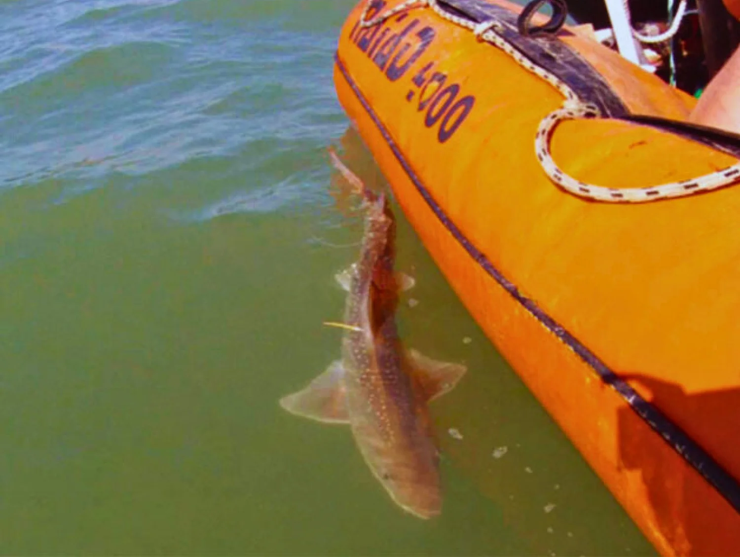 Shark Rig Boat General 2 — NZ Marine Research Foundation