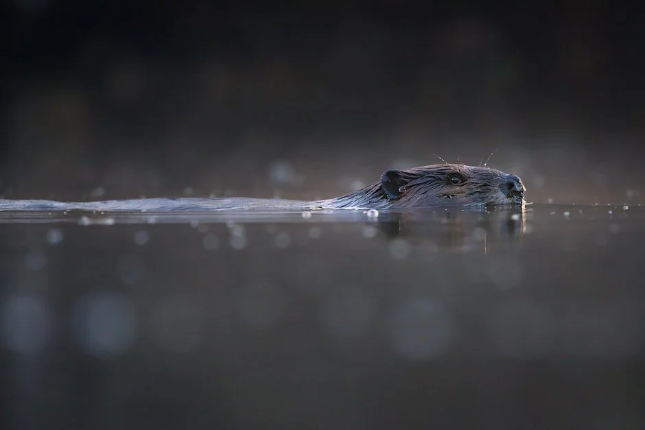 Beaver Management Forum - City of Ottawa