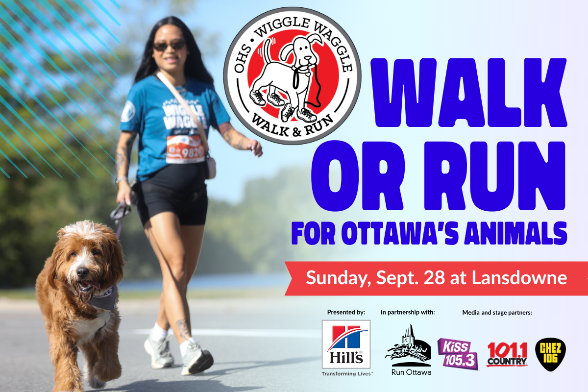 Wiggle Waggle Walk & Run