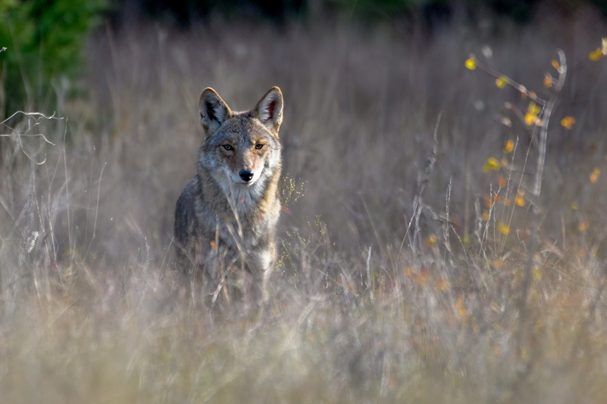 Coyote Information Session with Coyote Watch Canada
