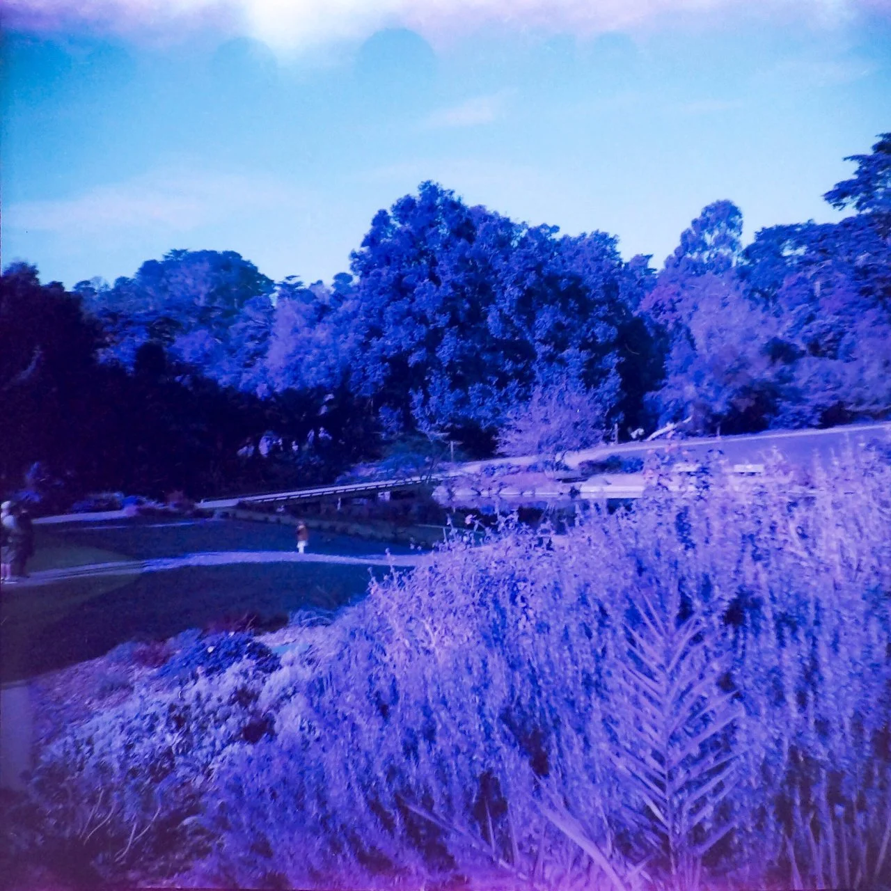 AndiBenet.ParkOuting.$100.FilmPhotography.10x10.jpg