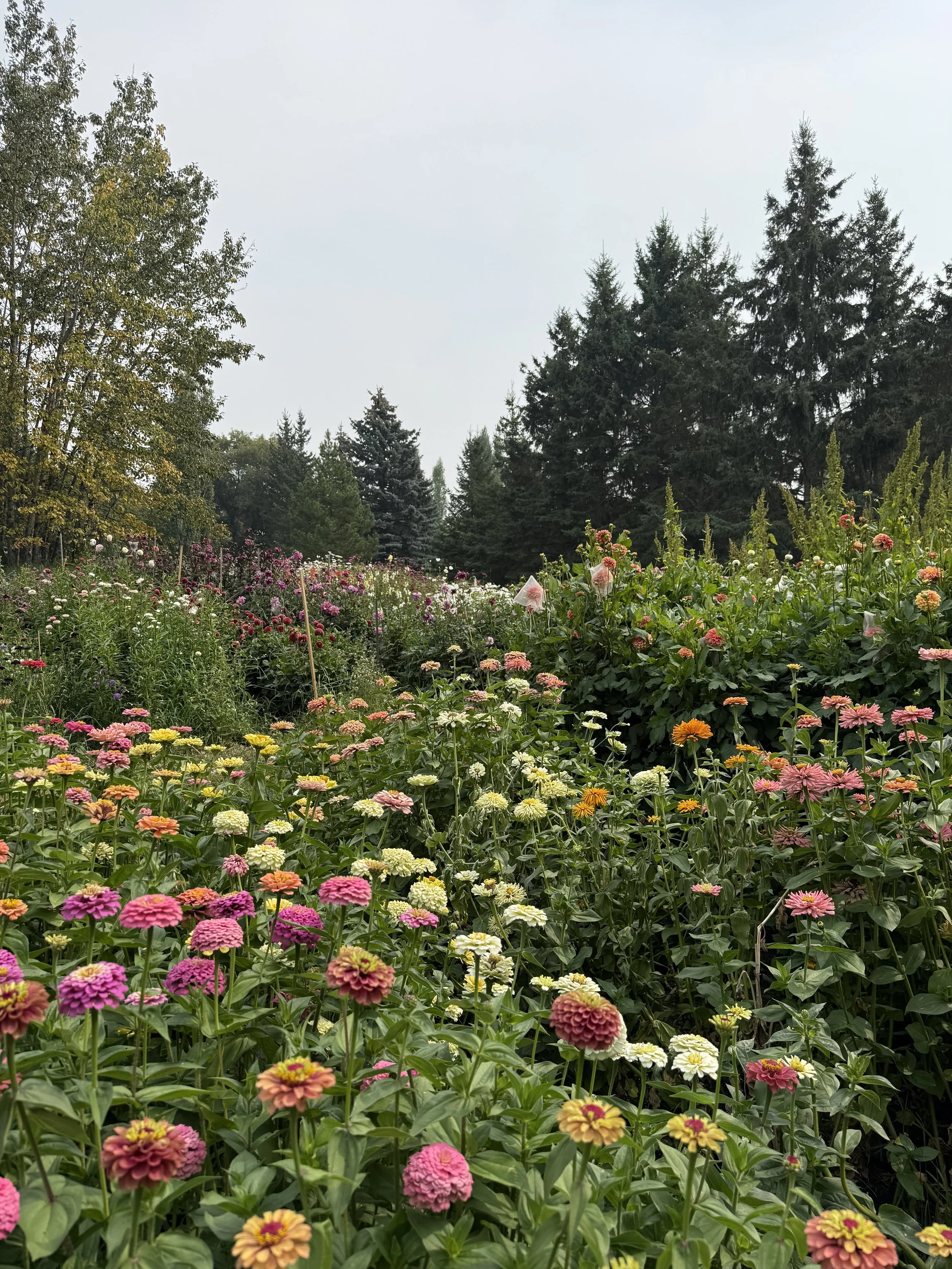 A bouquet of assorted flowers including orange dahlias, pink roses, purple lisianthus, and sunflowers, placed on green grass.
