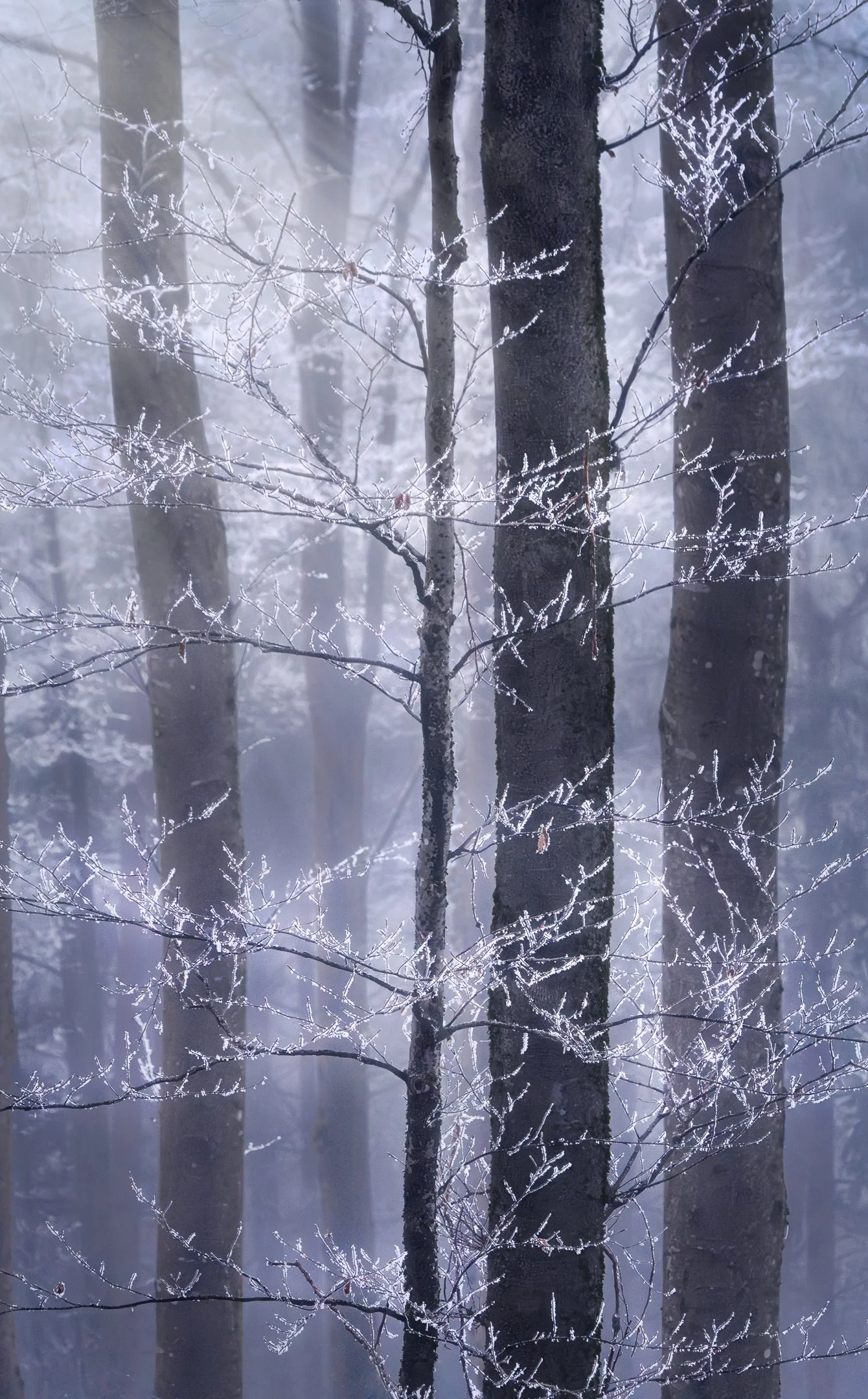 Impressions of Winter