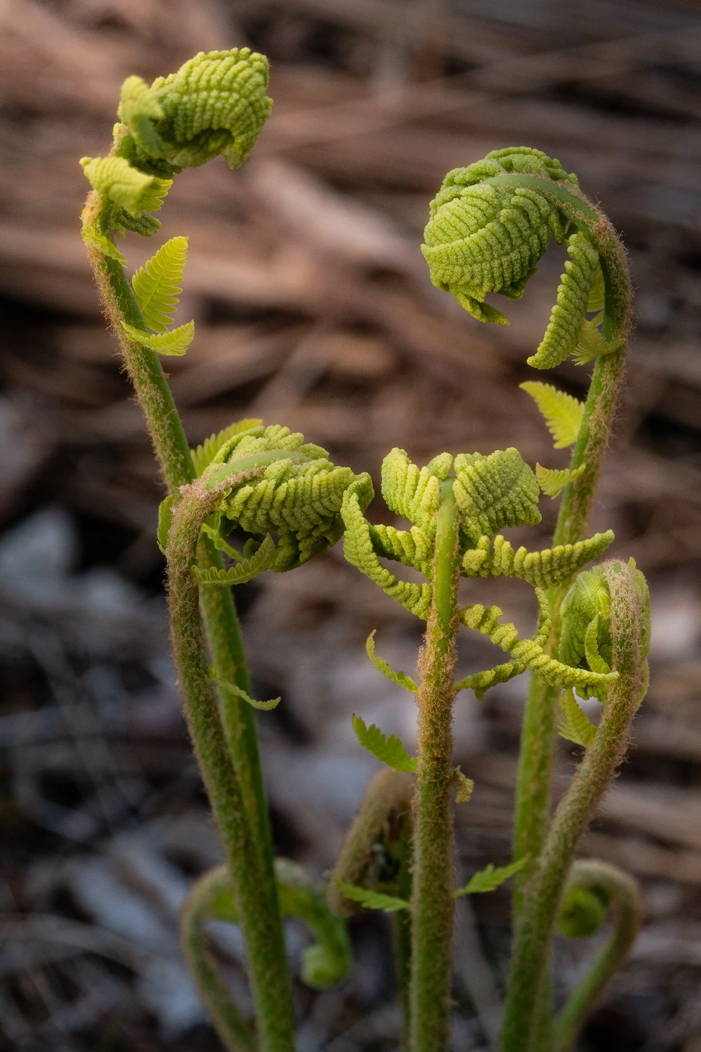 Unfurling