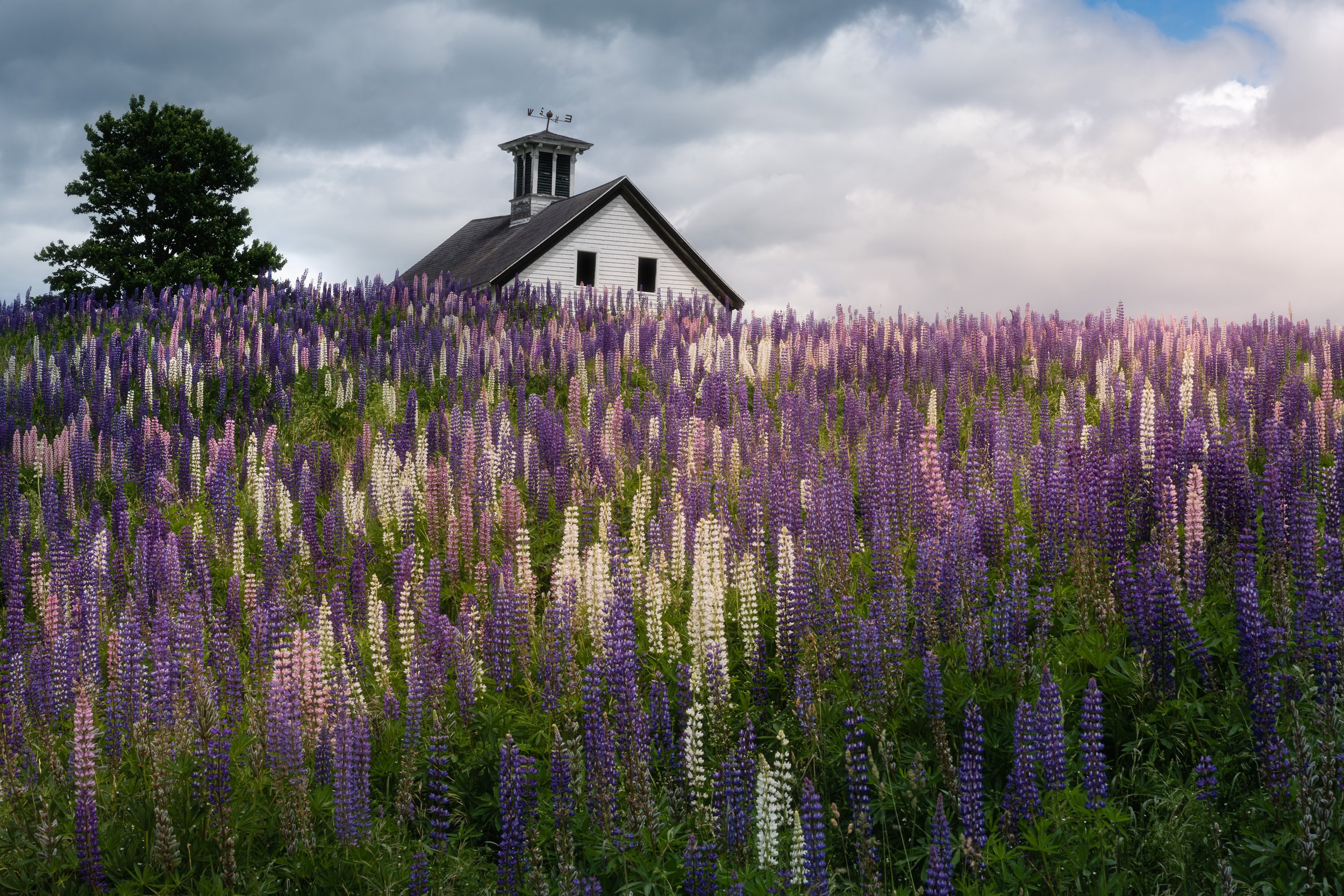 A Field of Lupines