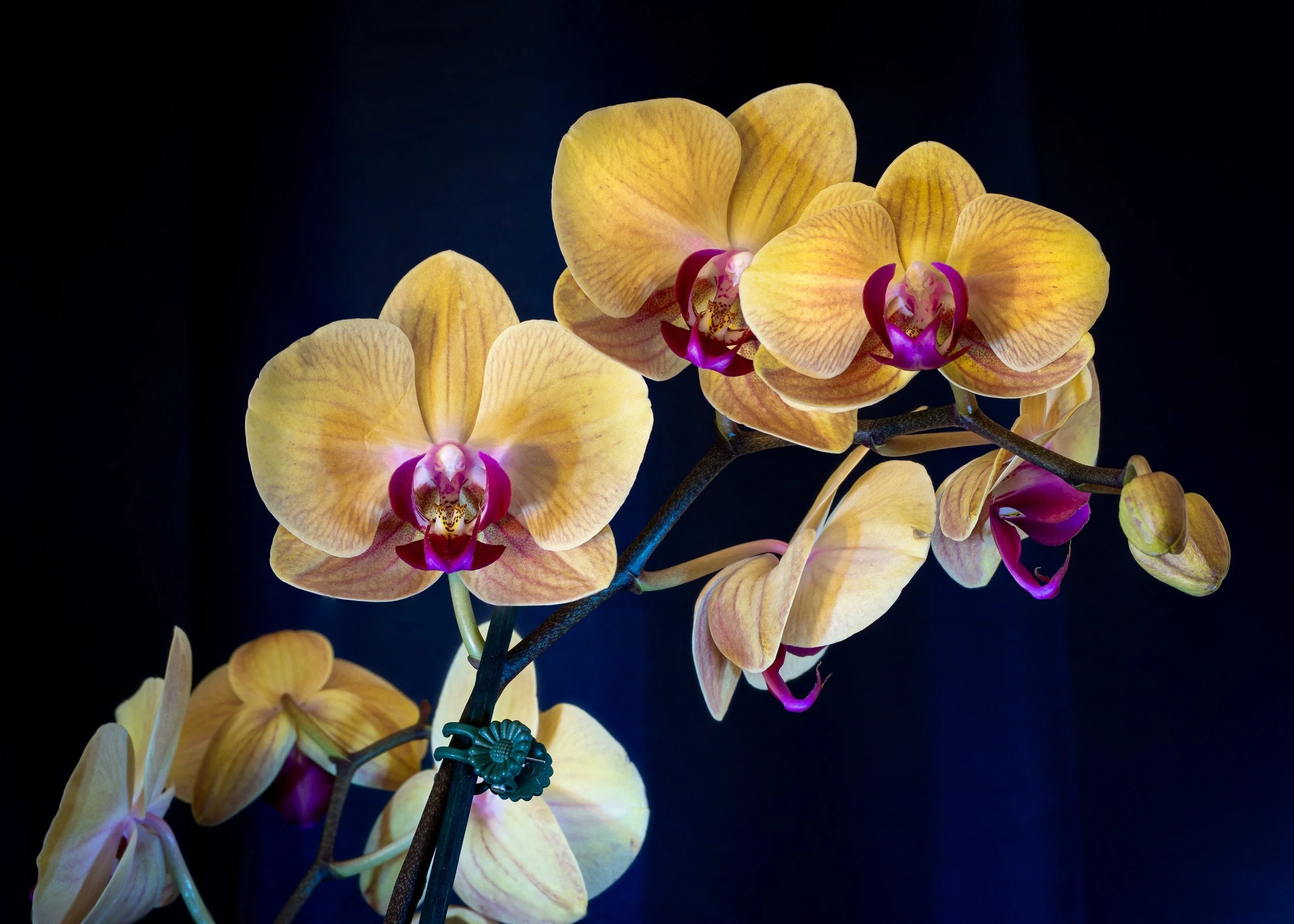 DSC01771-Edit.jpg