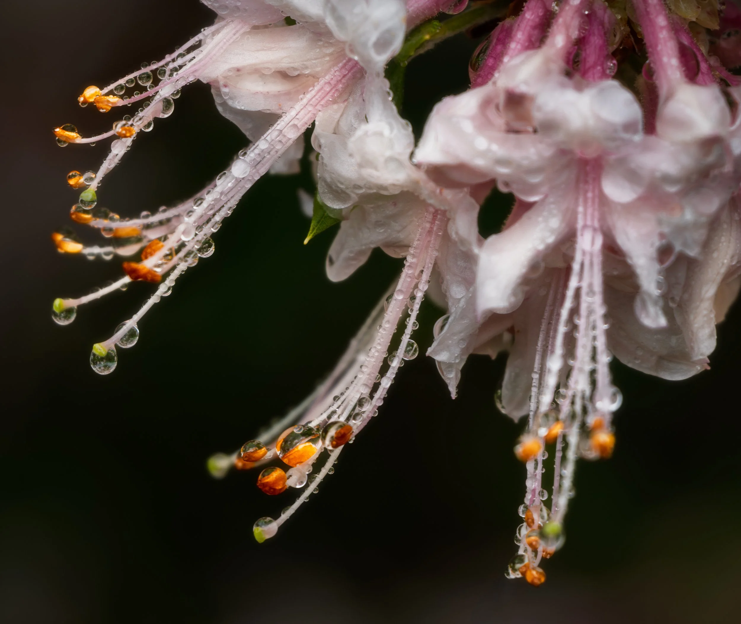 After the Rain — Study II