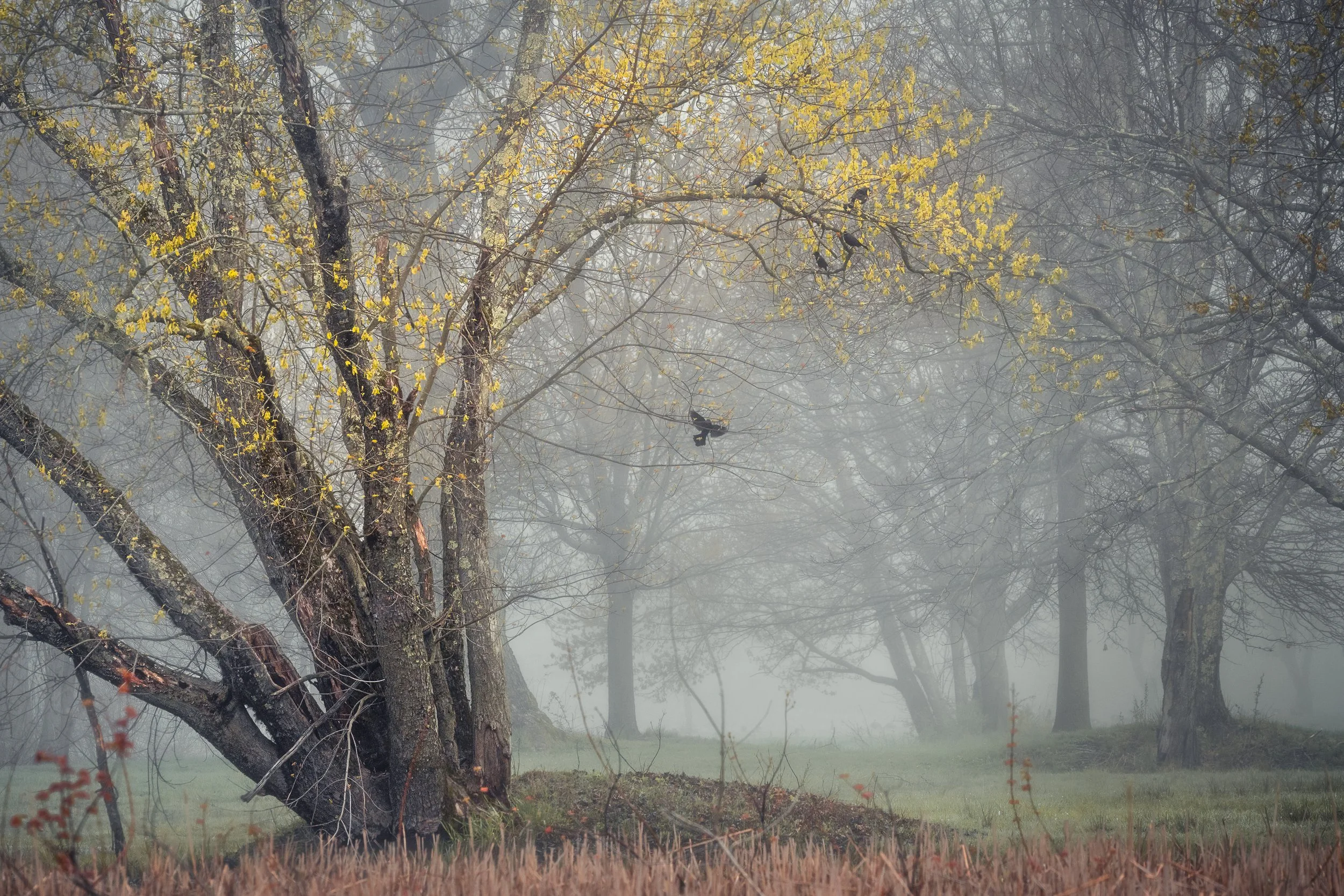 Among the Old Branches.jpg