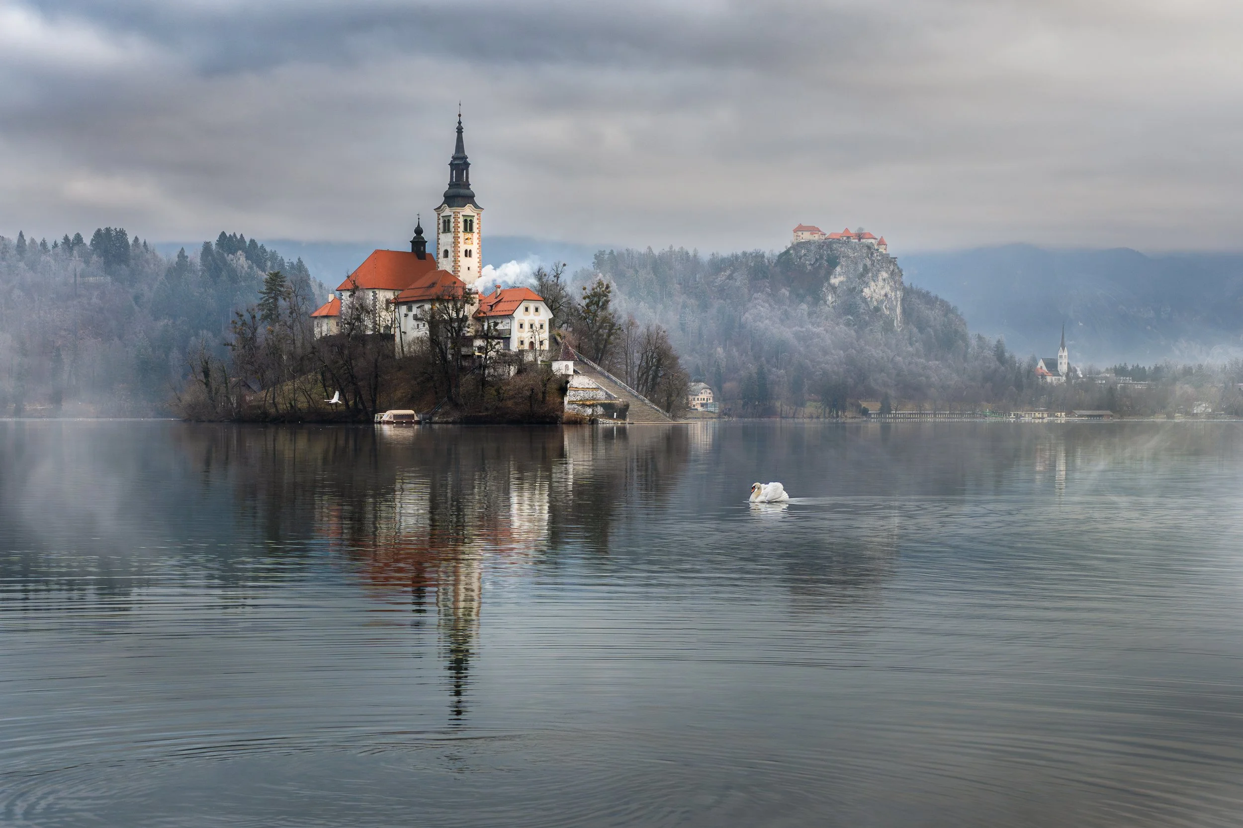Swan crossing calm Lake Bled with Bled Island church and misty hills in Slovenia