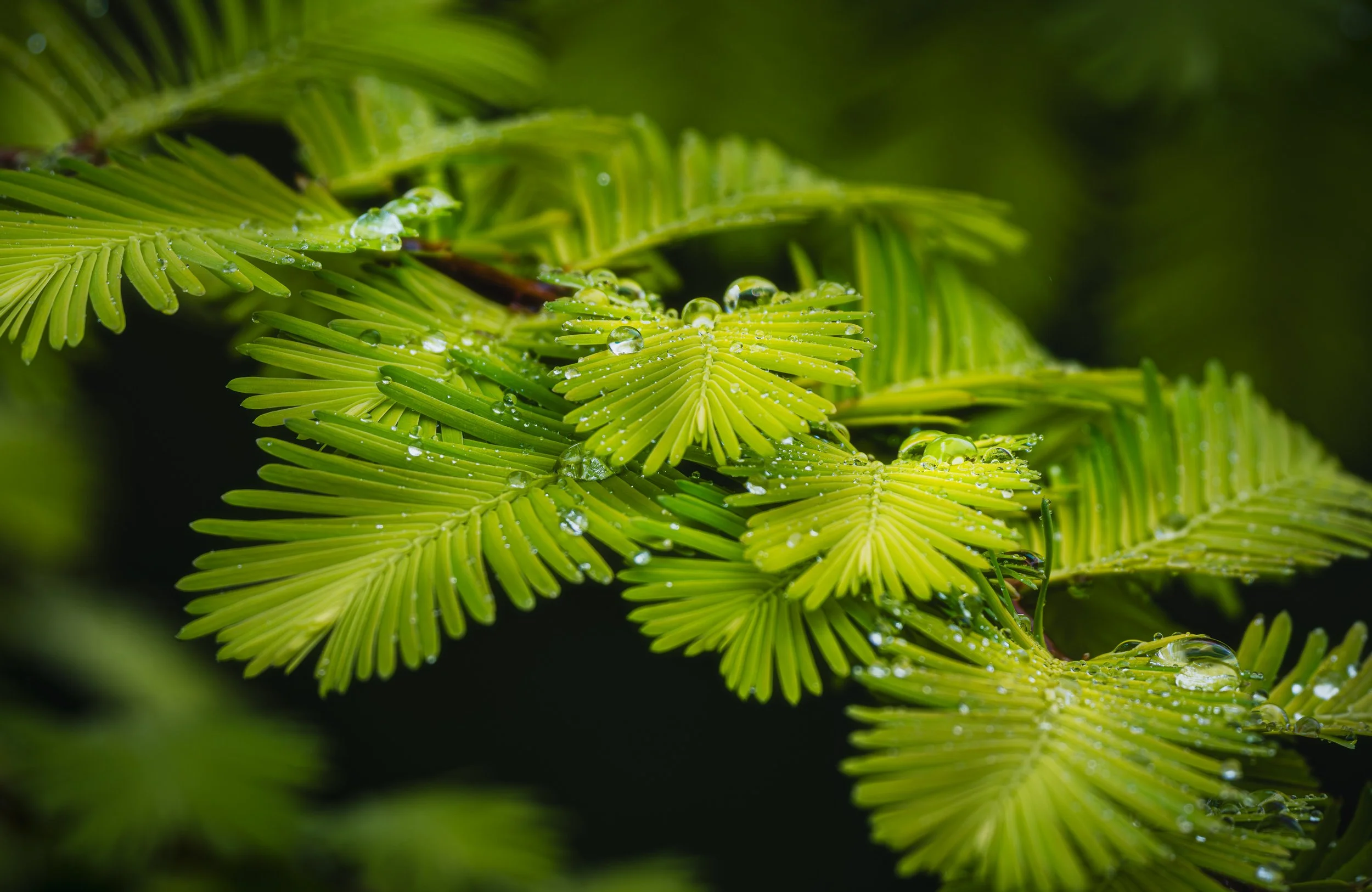 A String of Pearls 2