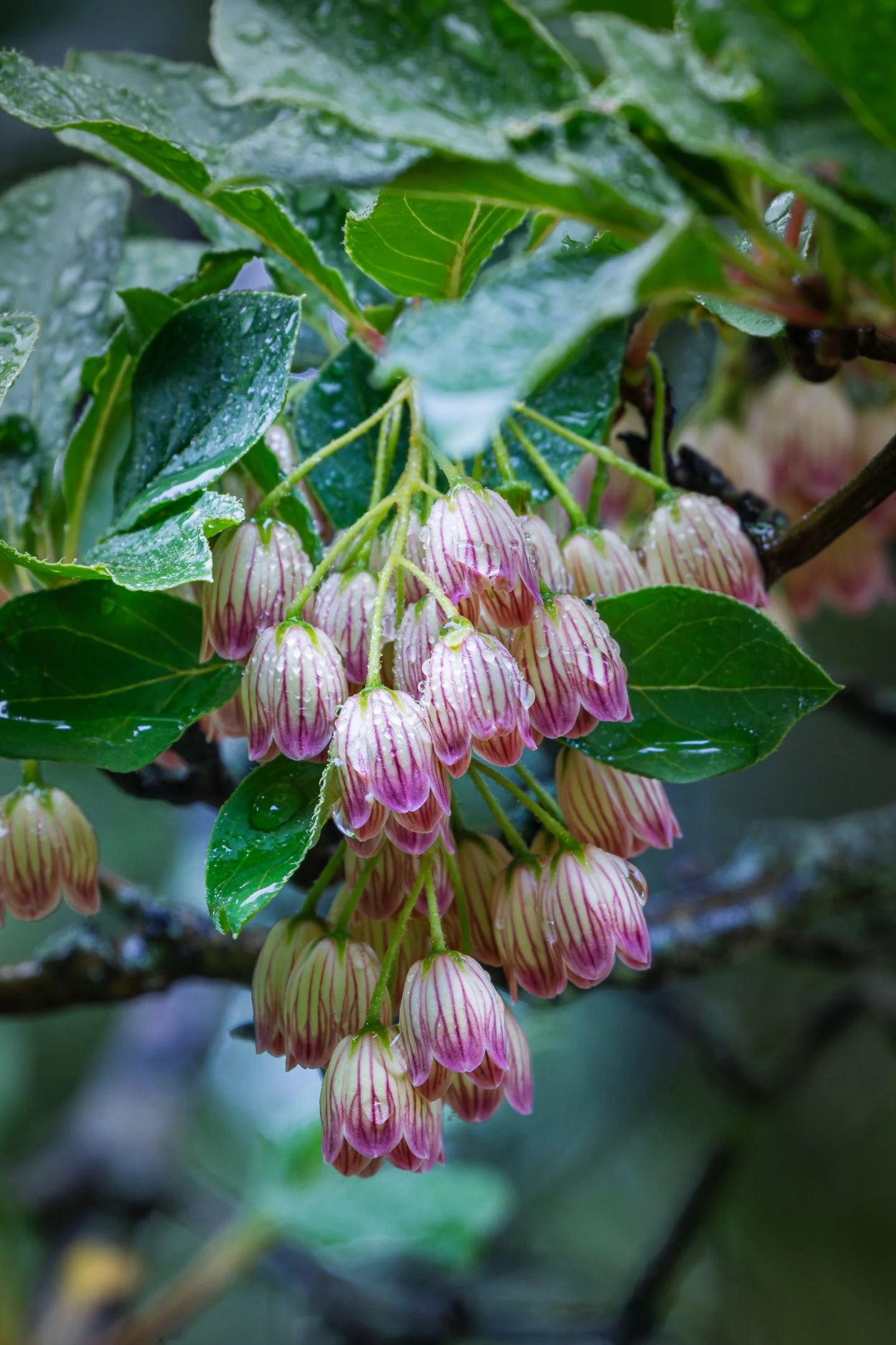 Rain on Spring Bells
