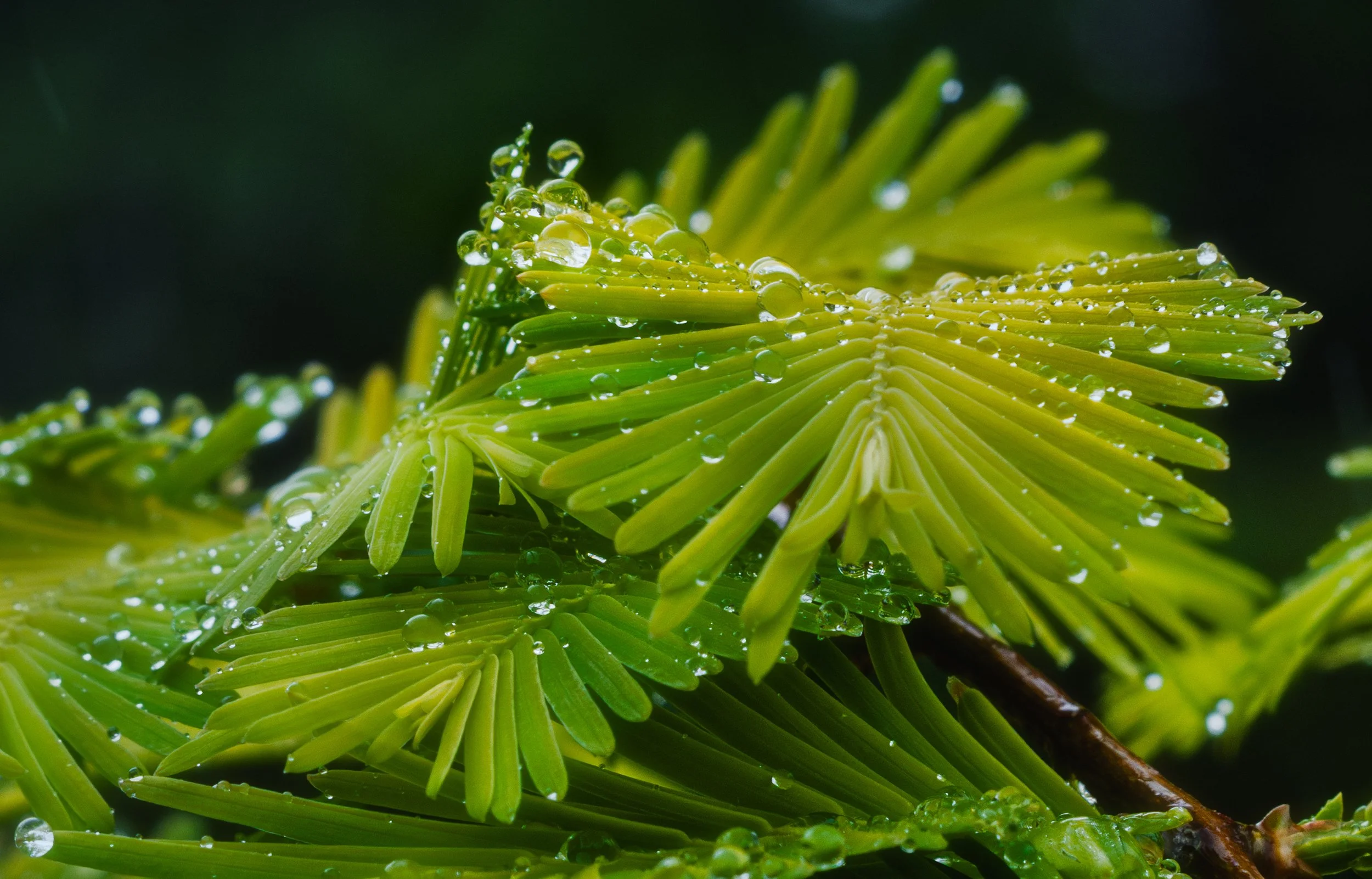 A String of Pearls 1