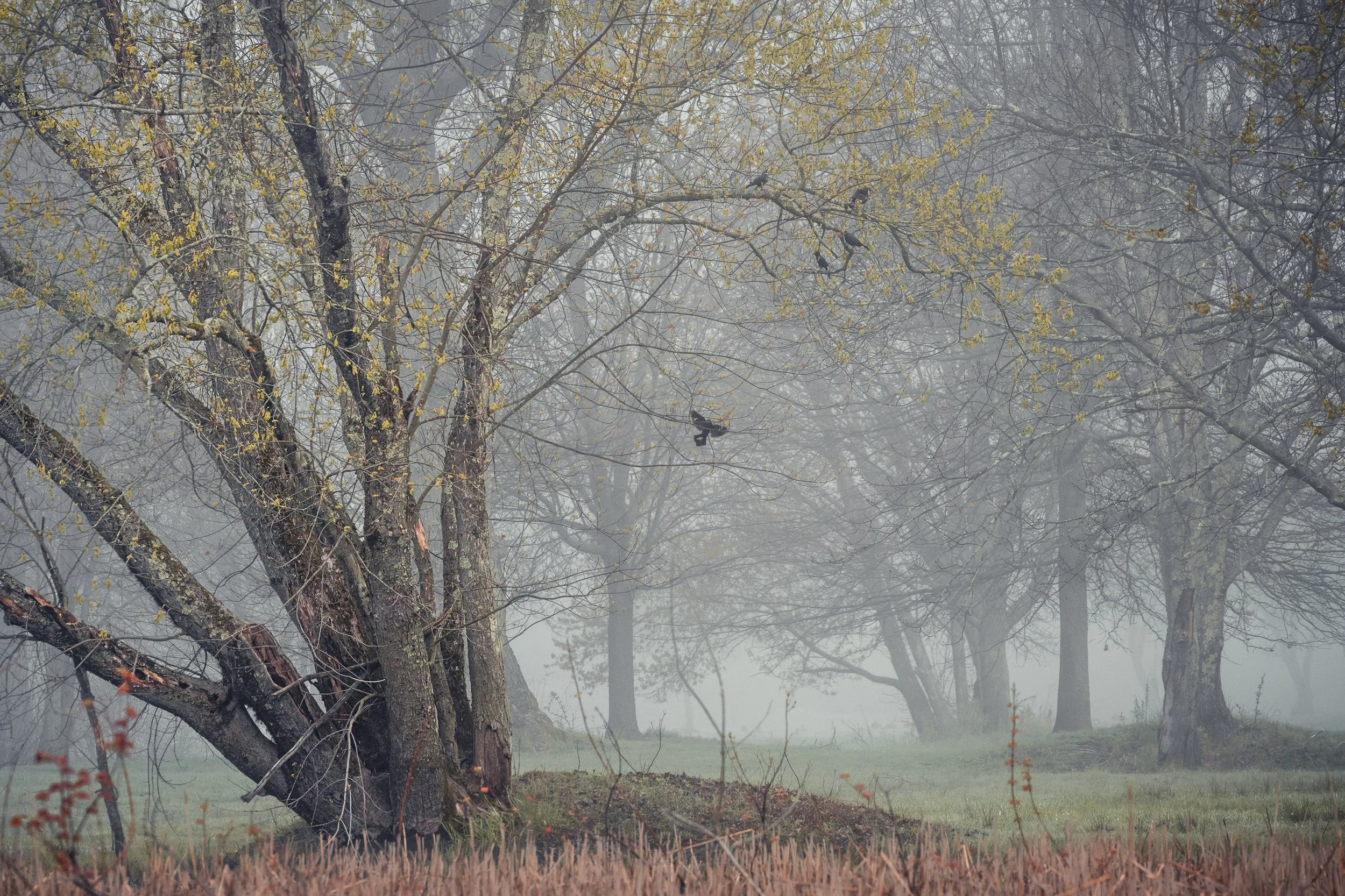 Of Fog and Trees and Birds