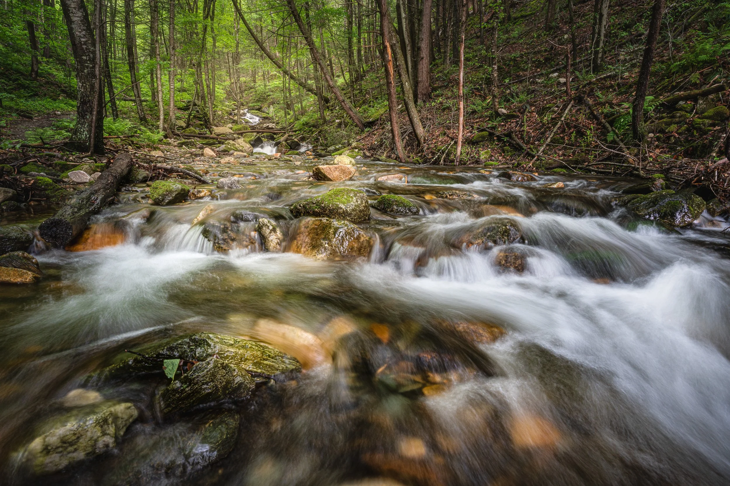 The Forest Run