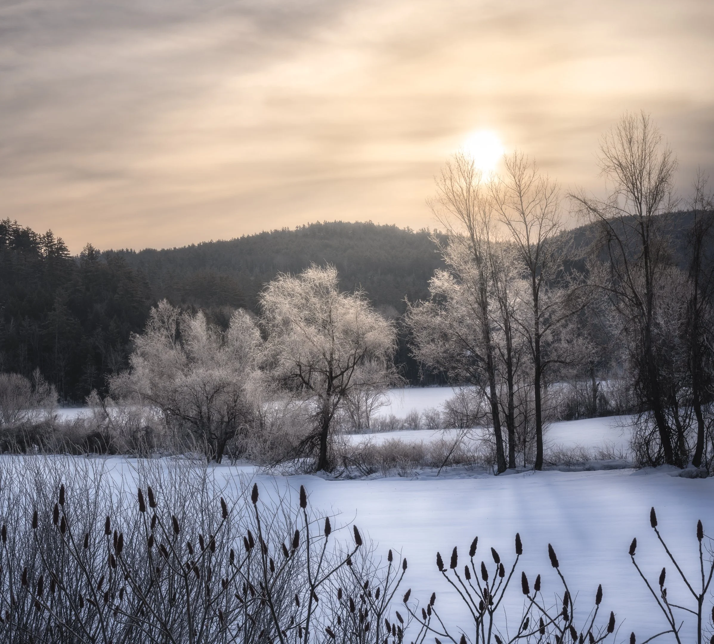 Frozen Wonderland
