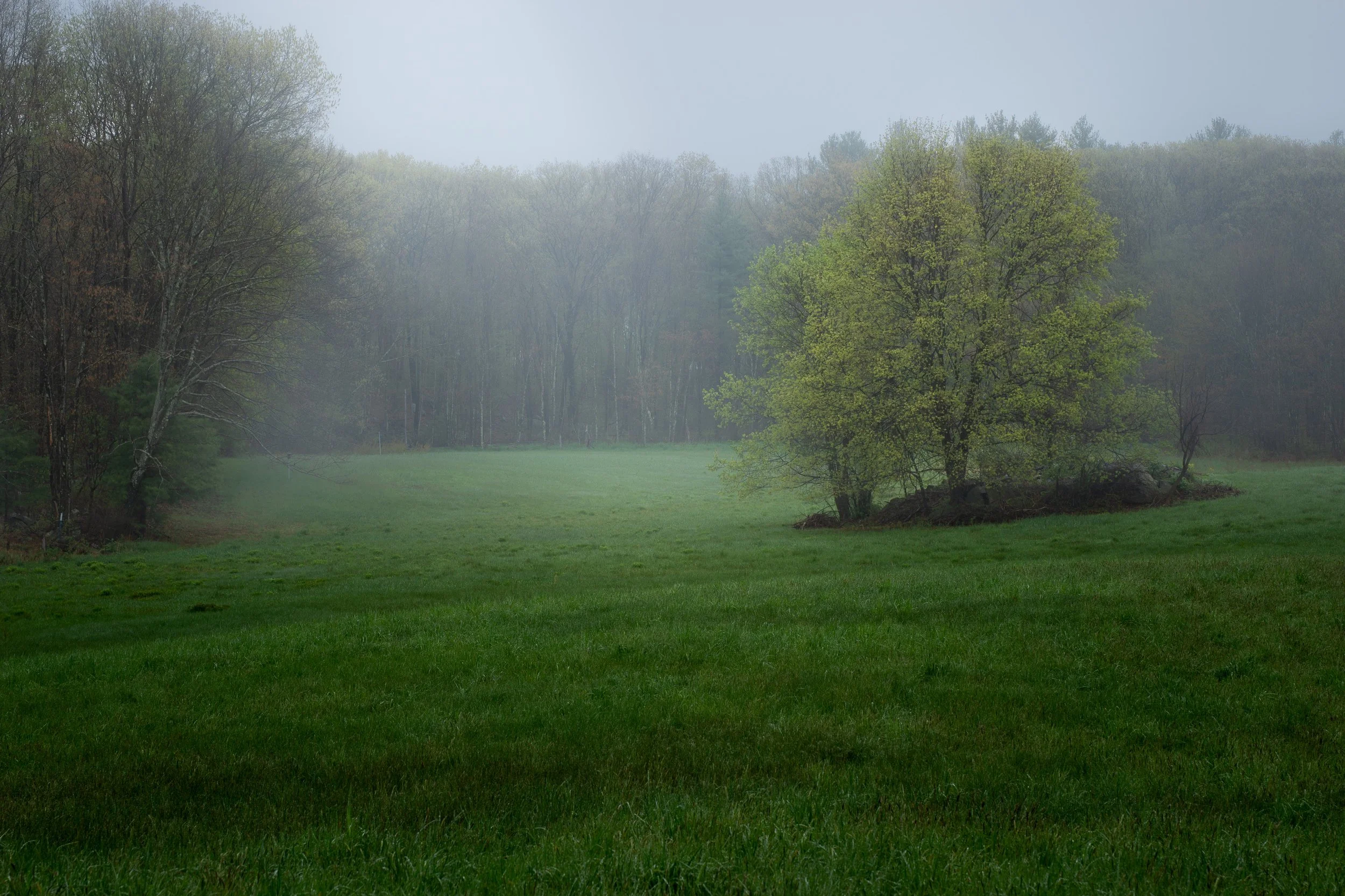 Mist at Rauscher Farm