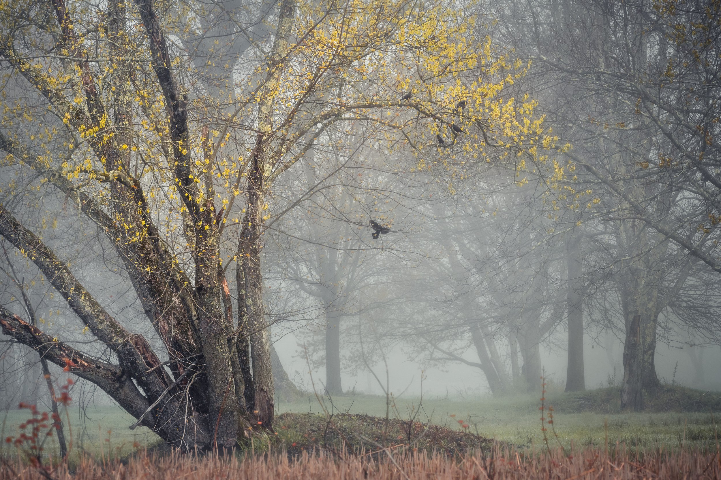 Among the Old Branches