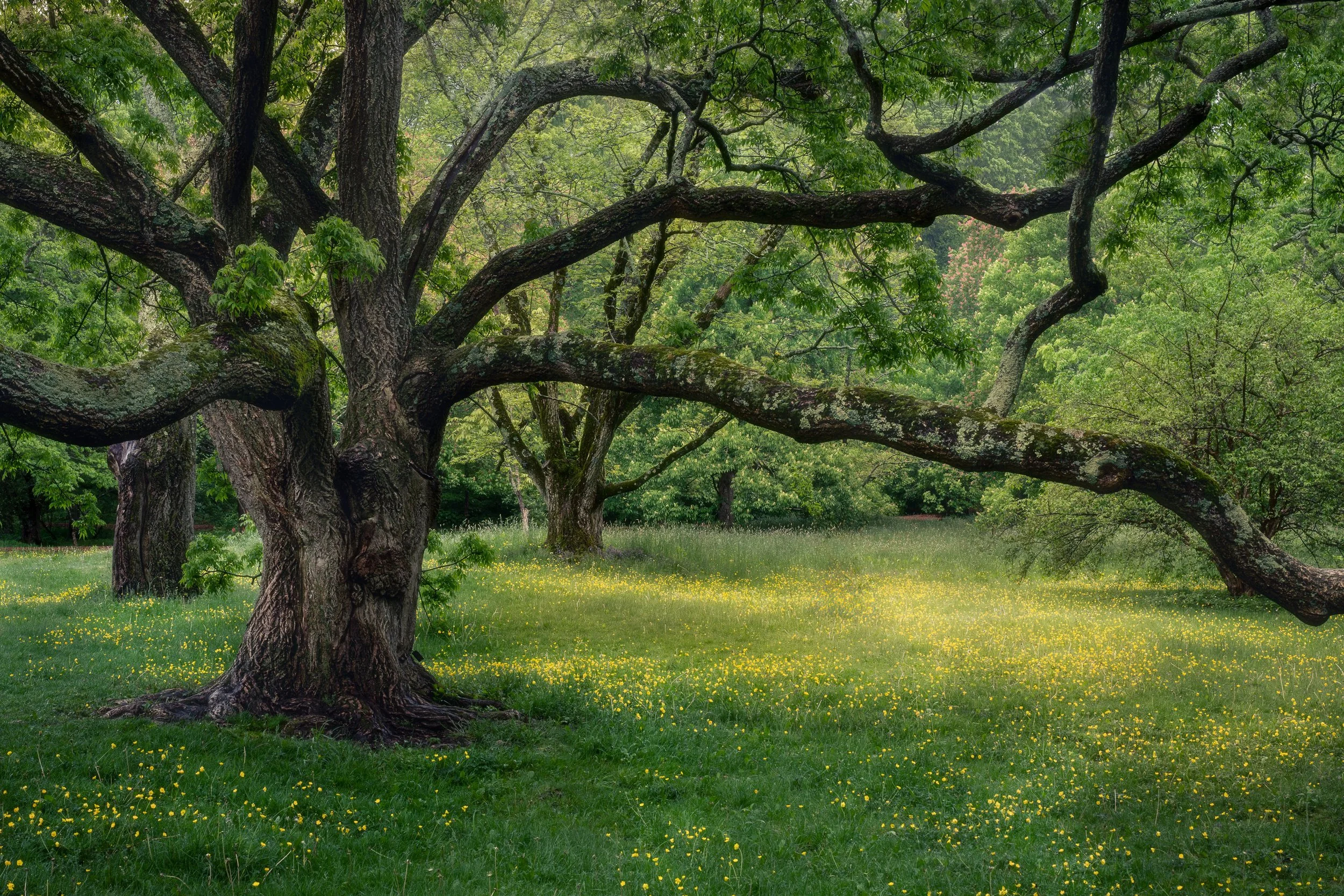 Dreams of Spring